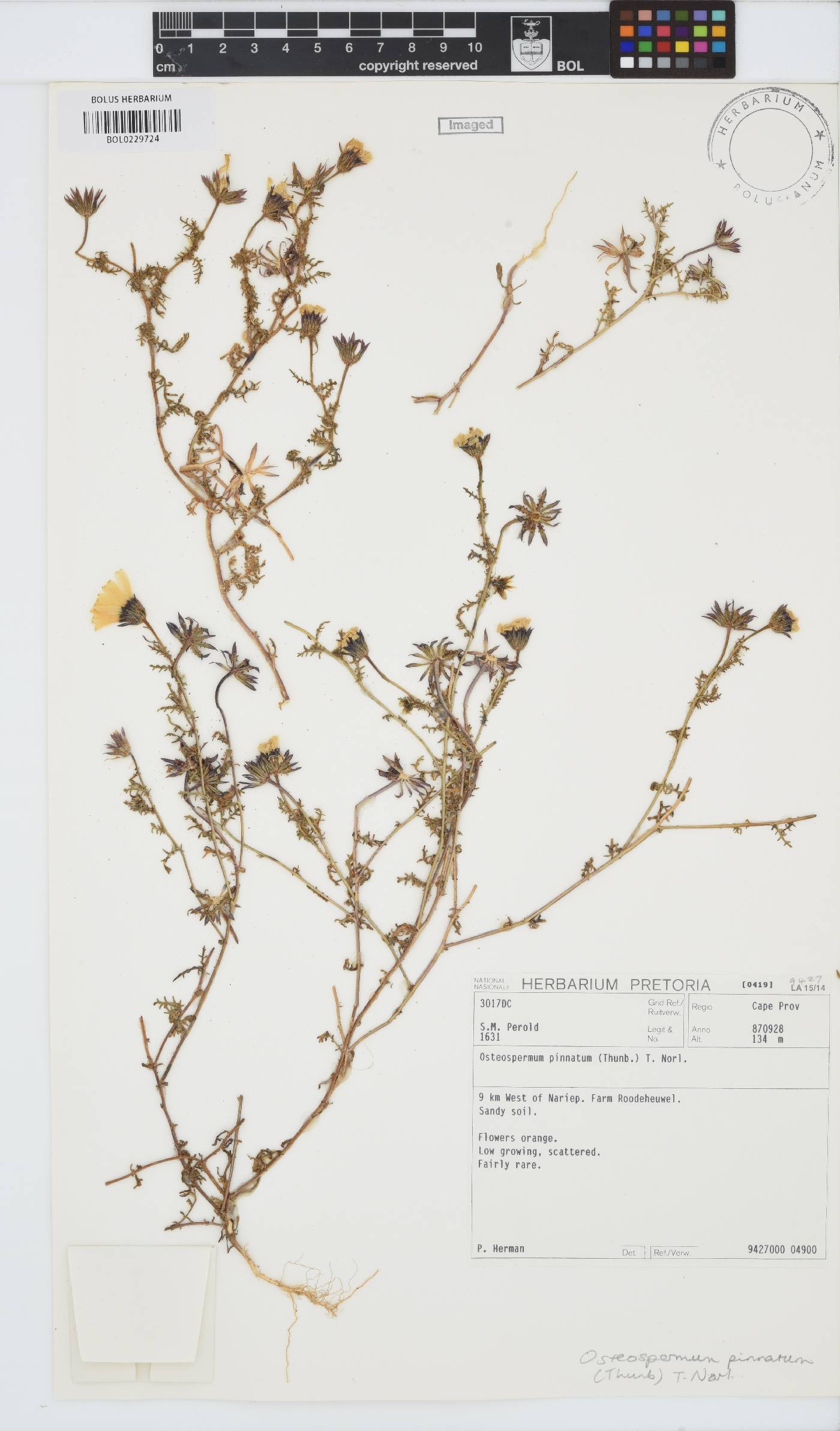 Dimorphotheca pinnata image