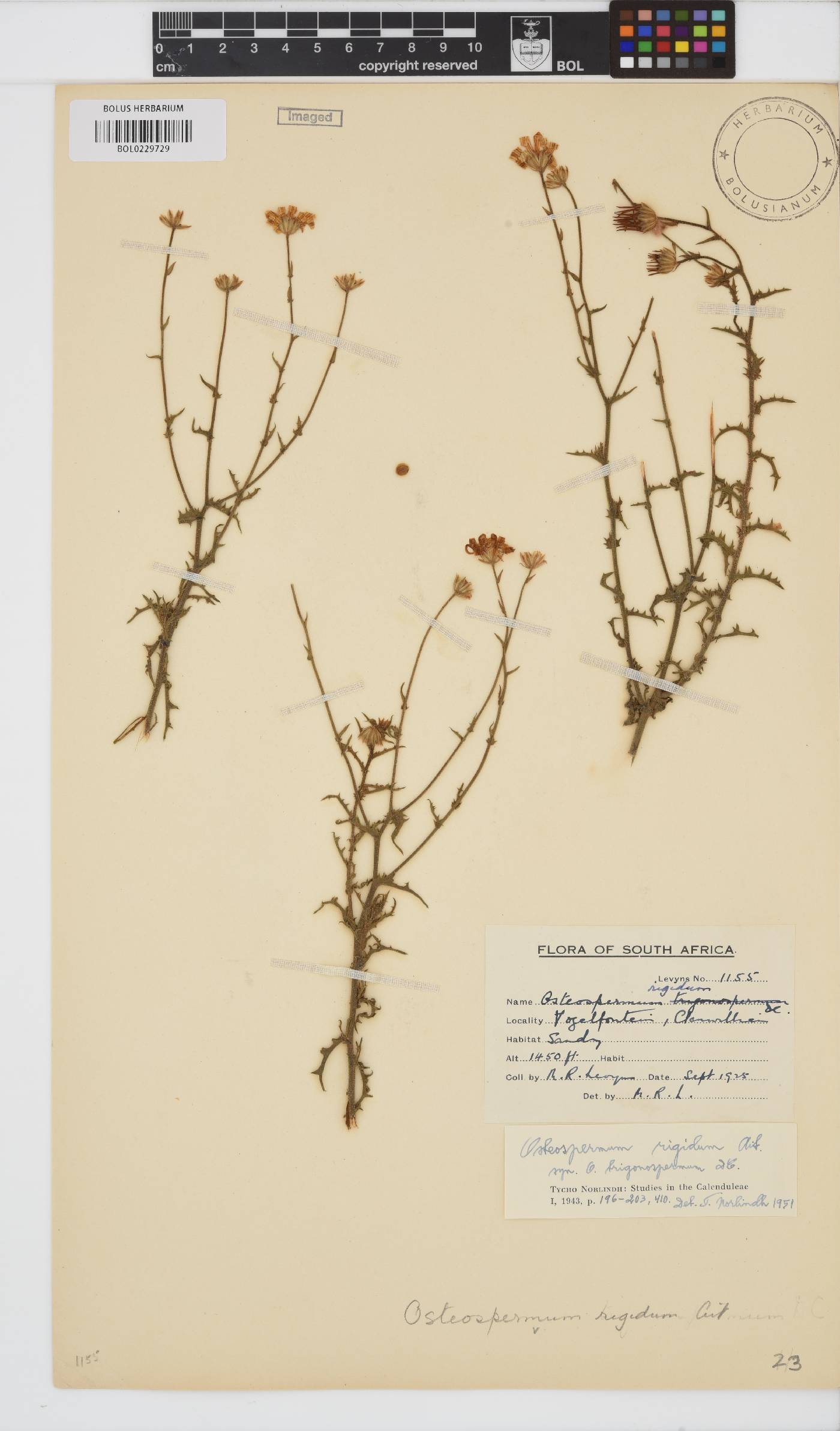 Osteospermum rigidum image