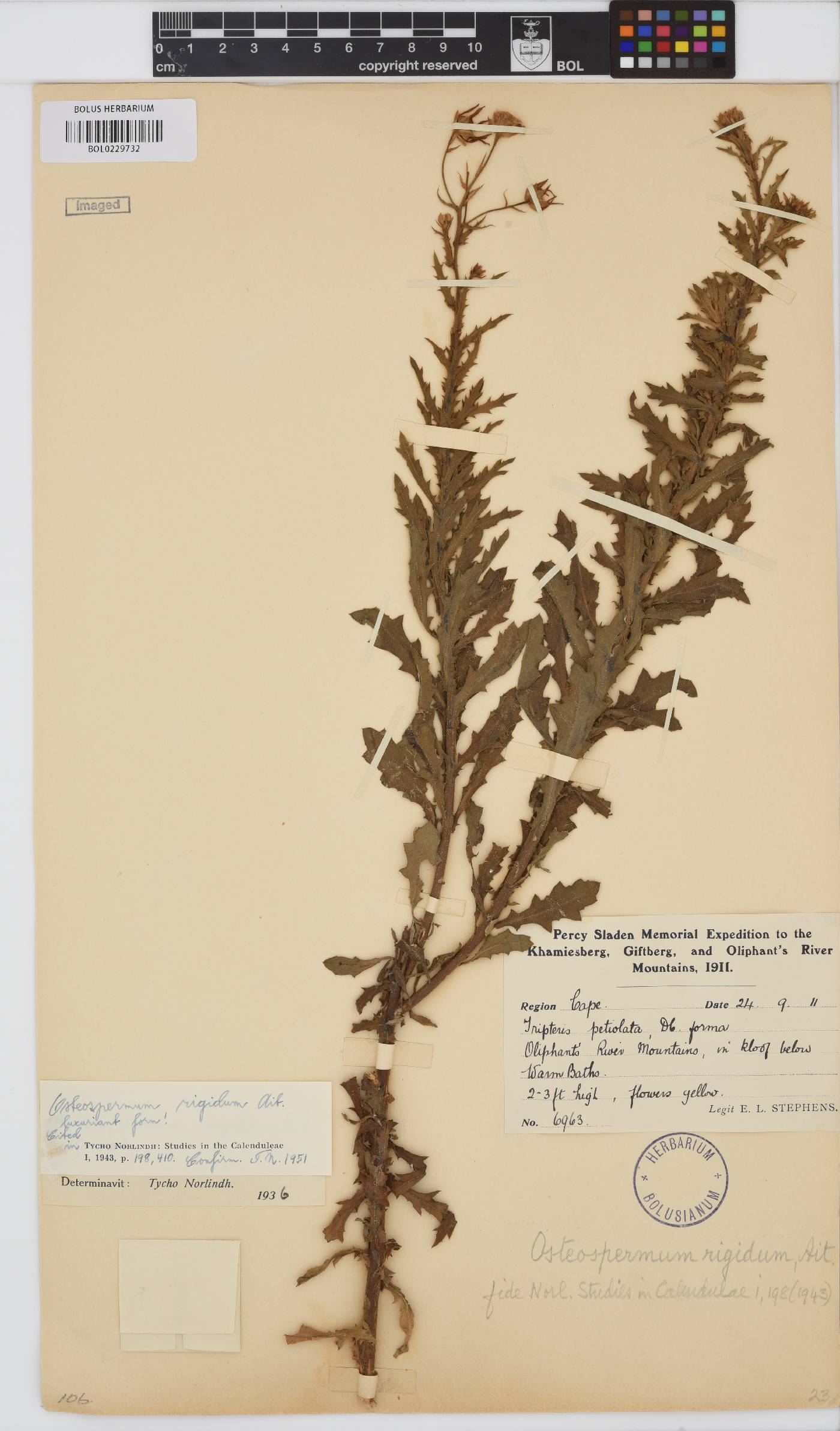 Osteospermum rigidum image