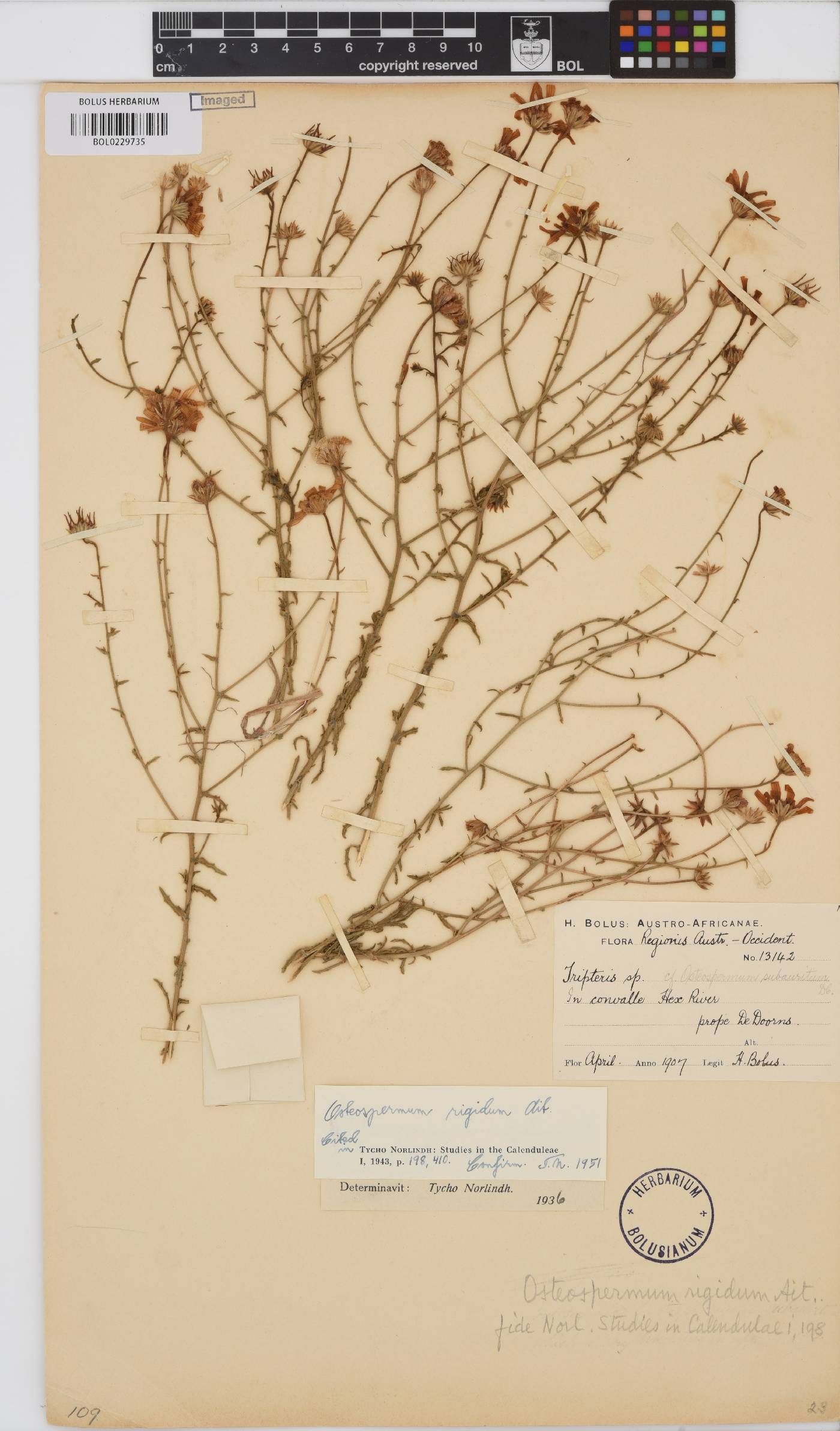 Osteospermum rigidum image