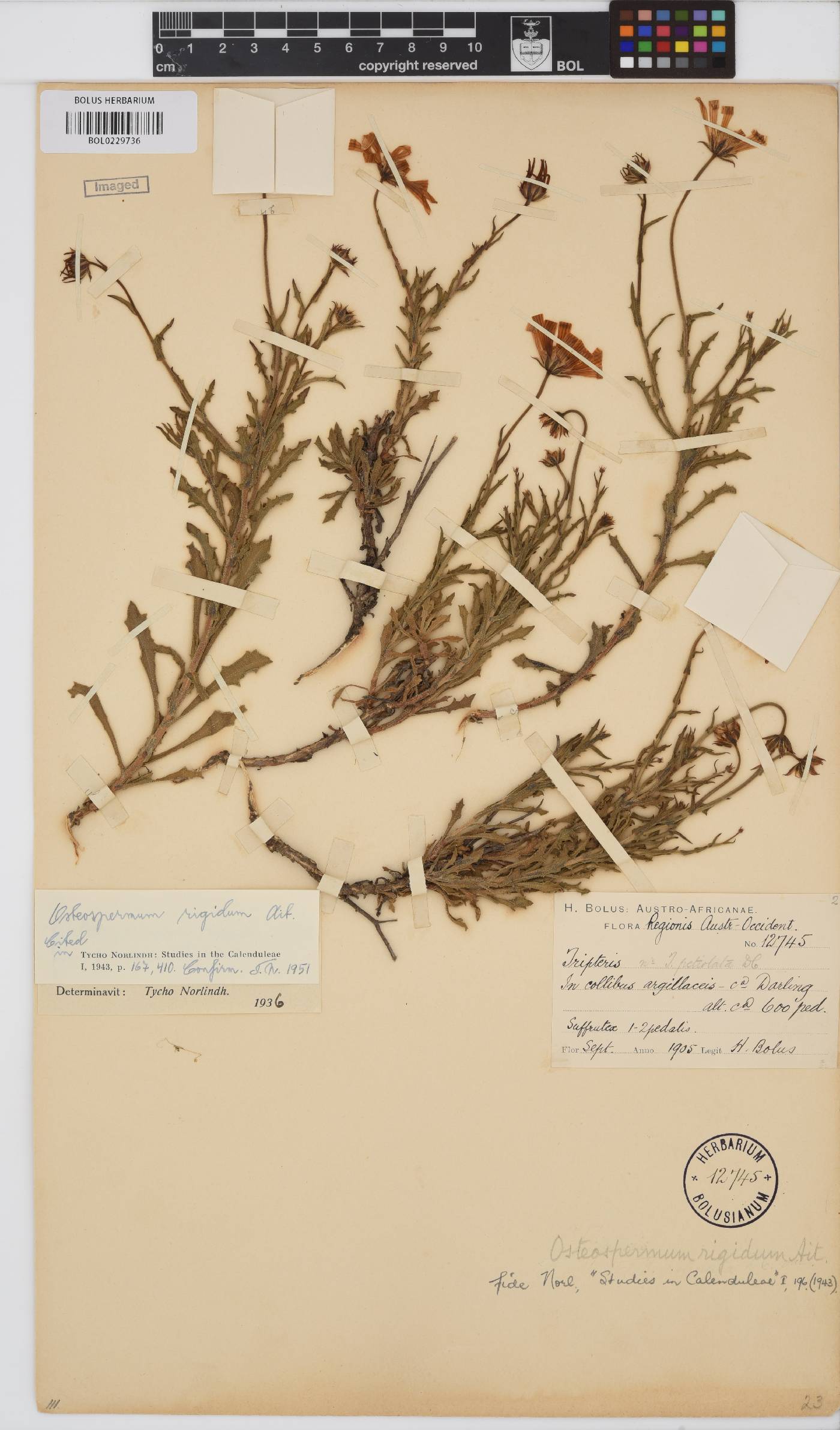 Osteospermum rigidum var. rigidum image