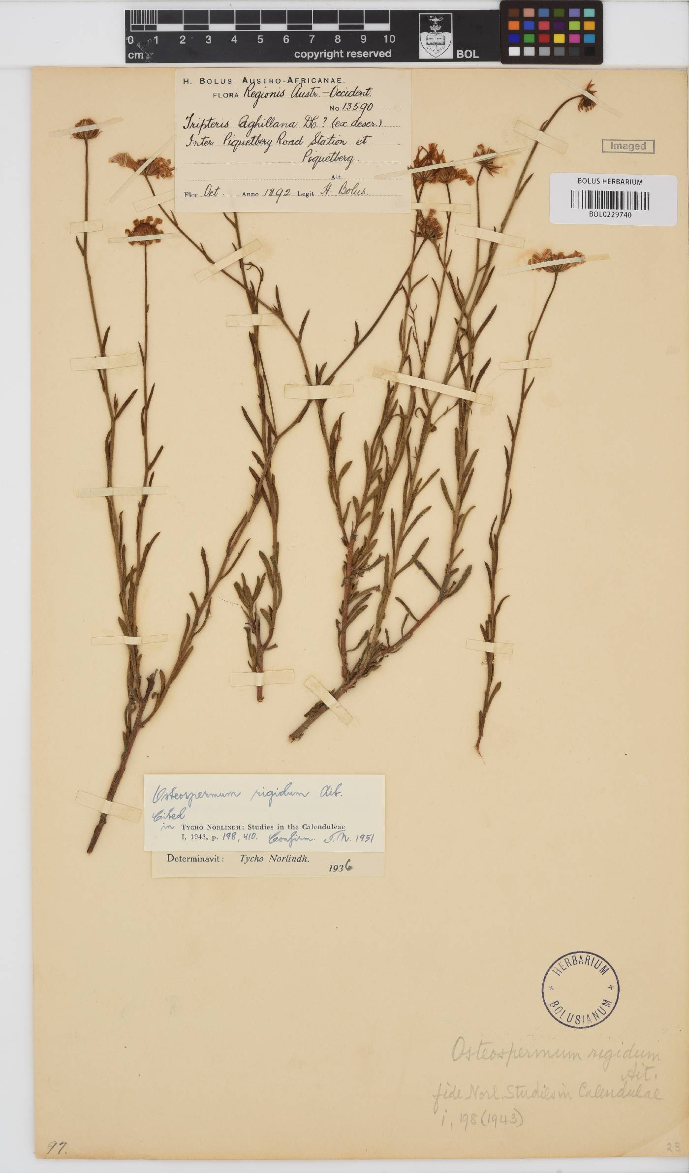 Osteospermum rigidum image