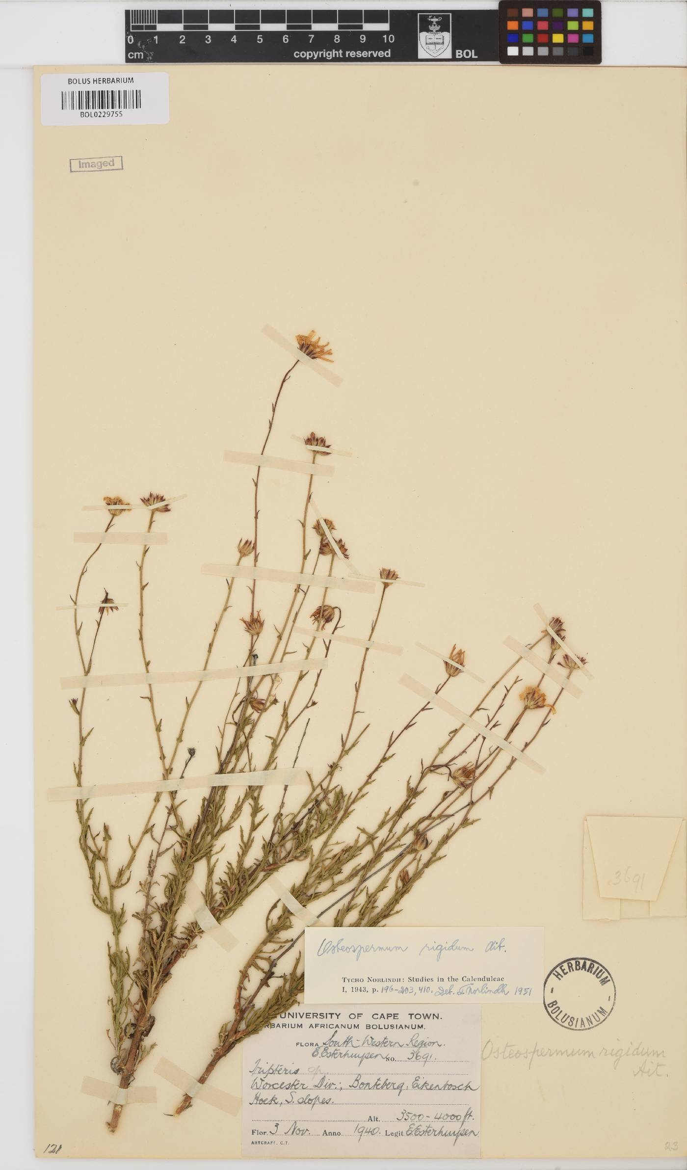 Osteospermum rigidum var. rigidum image