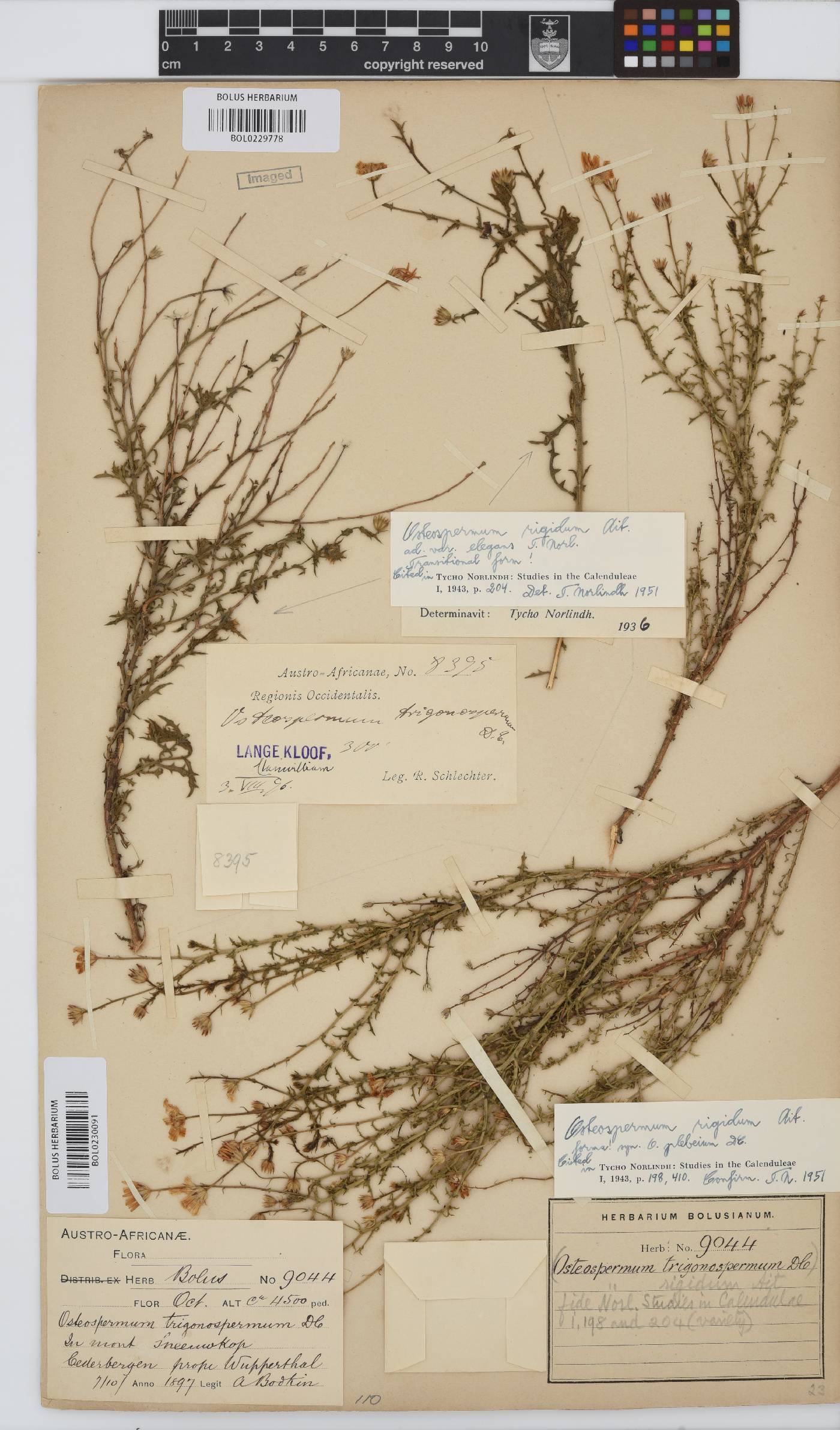 Osteospermum rigidum var. elegans image