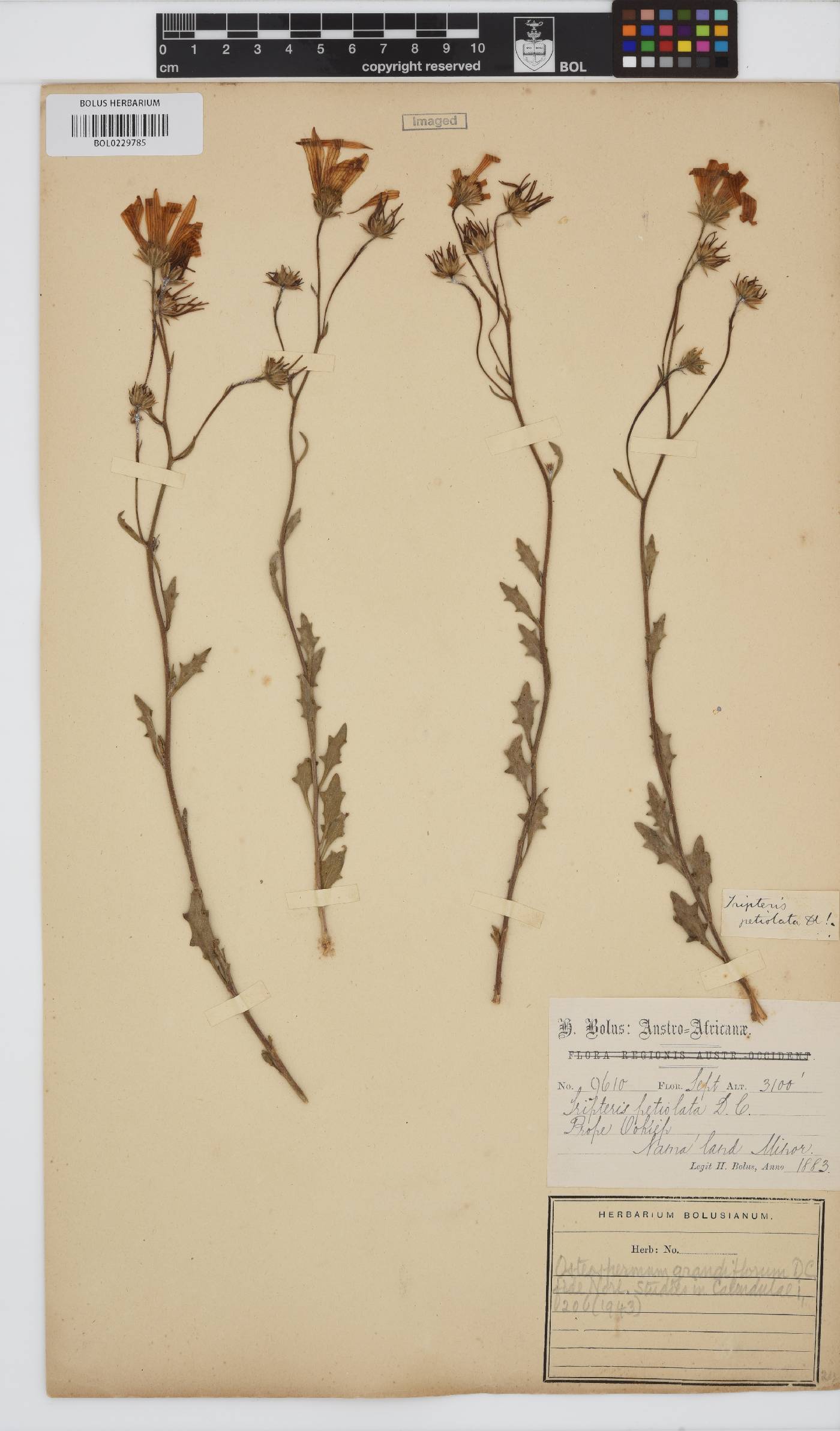 Osteospermum grandiflorum image