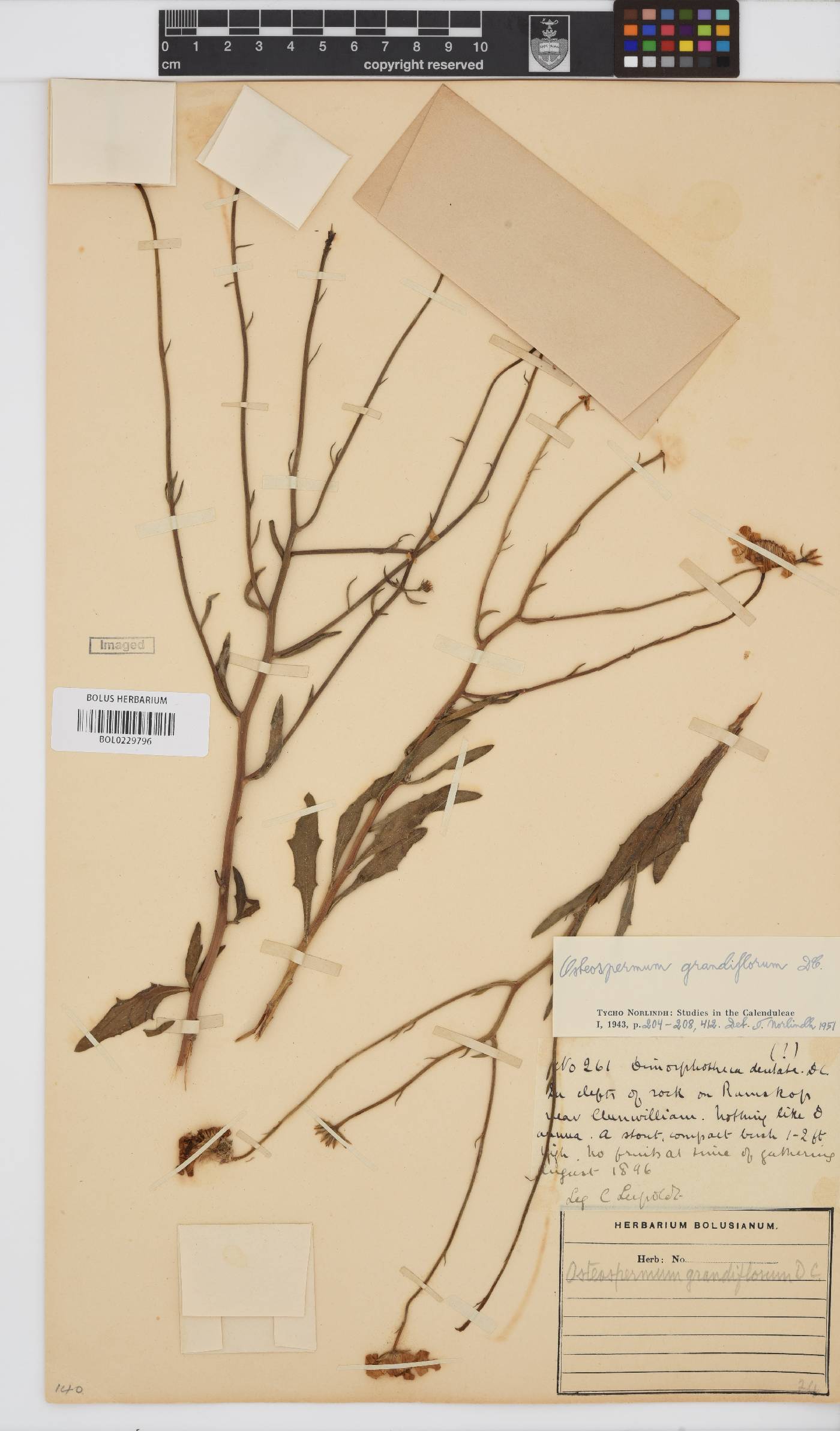 Osteospermum grandiflorum image