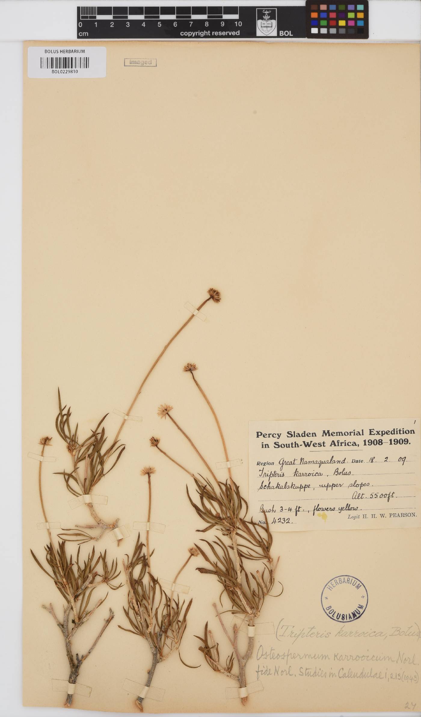 Osteospermum karrooicum image