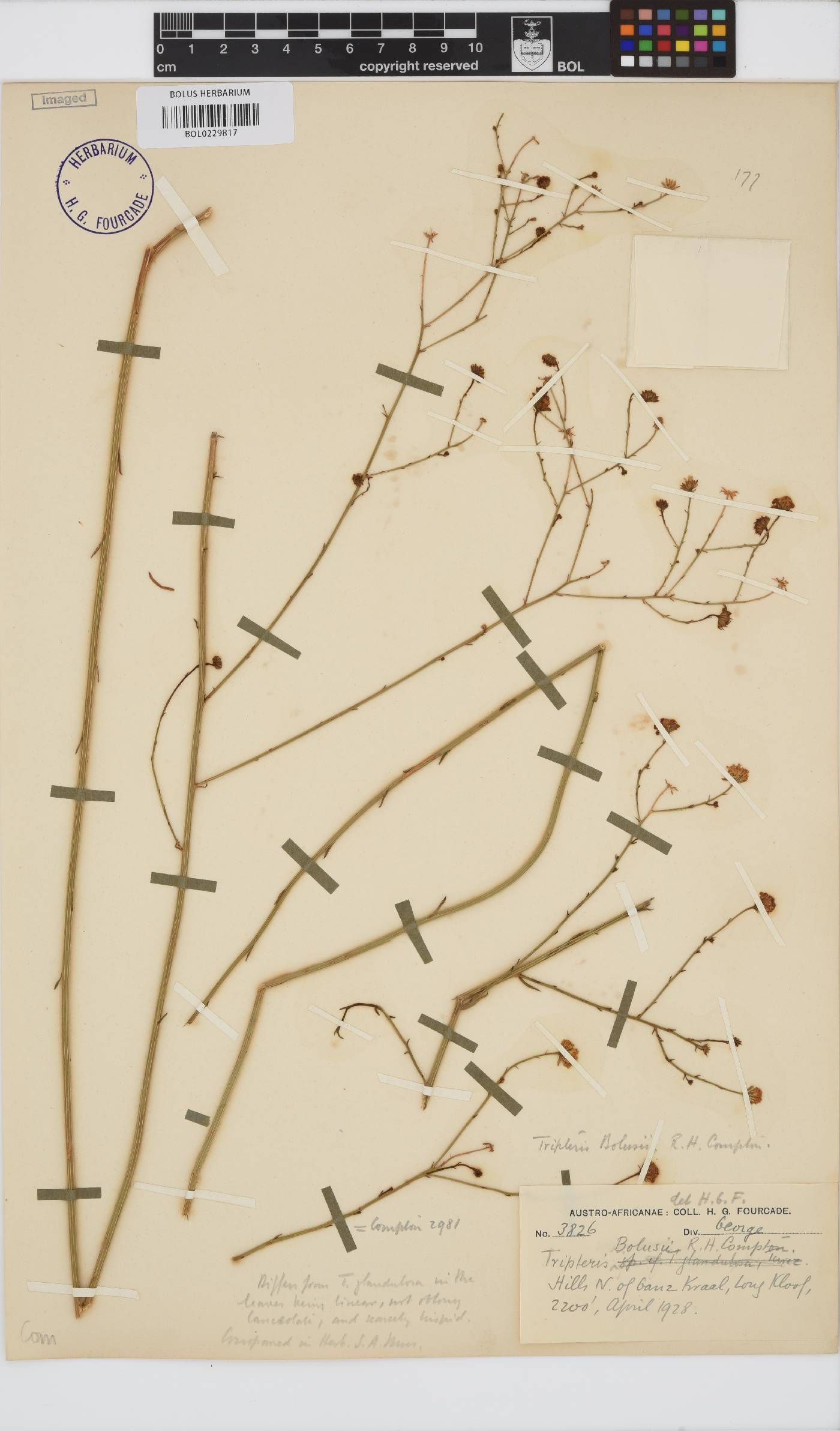 Osteospermum bolusii image