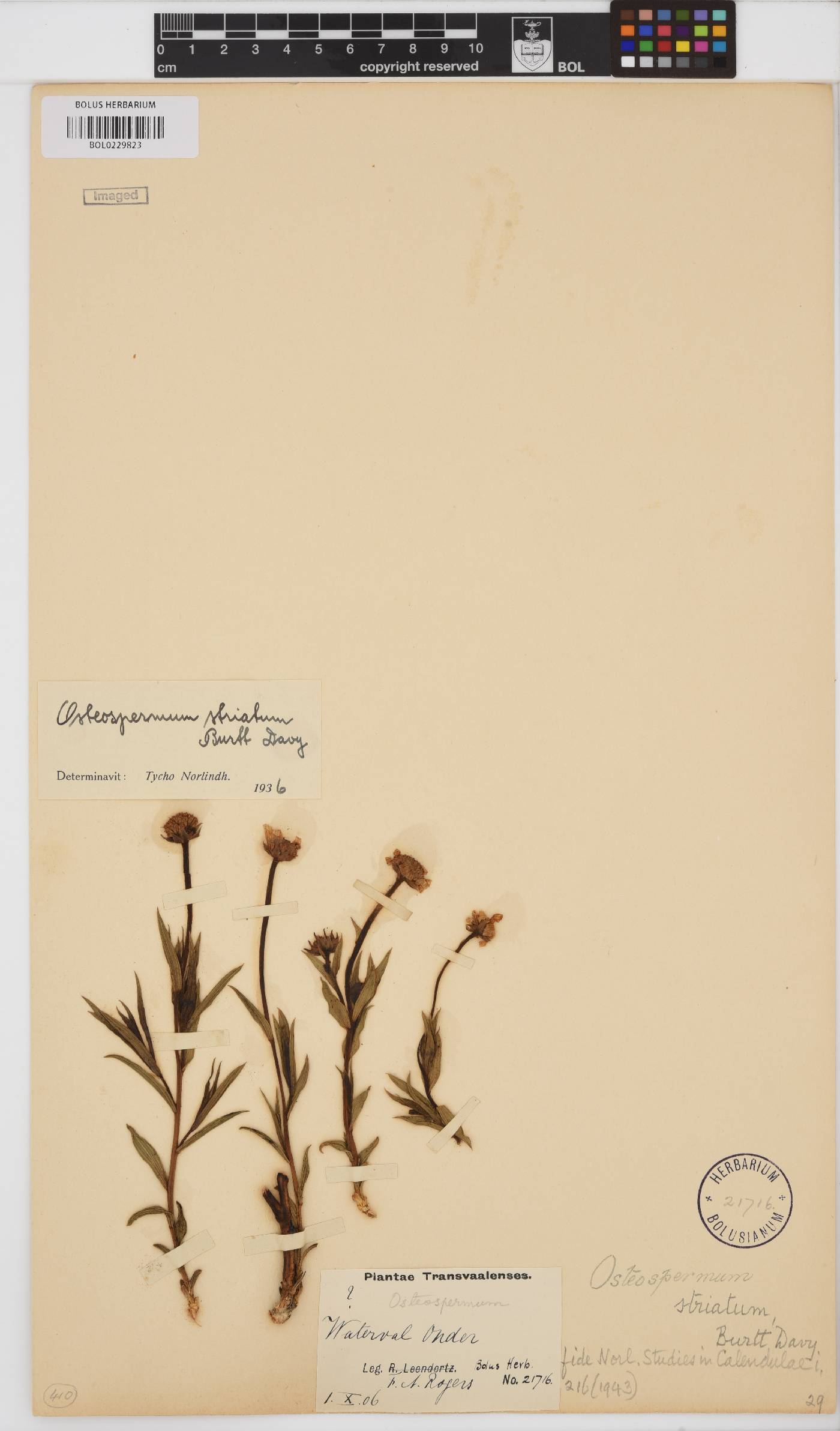 Osteospermum striatum image
