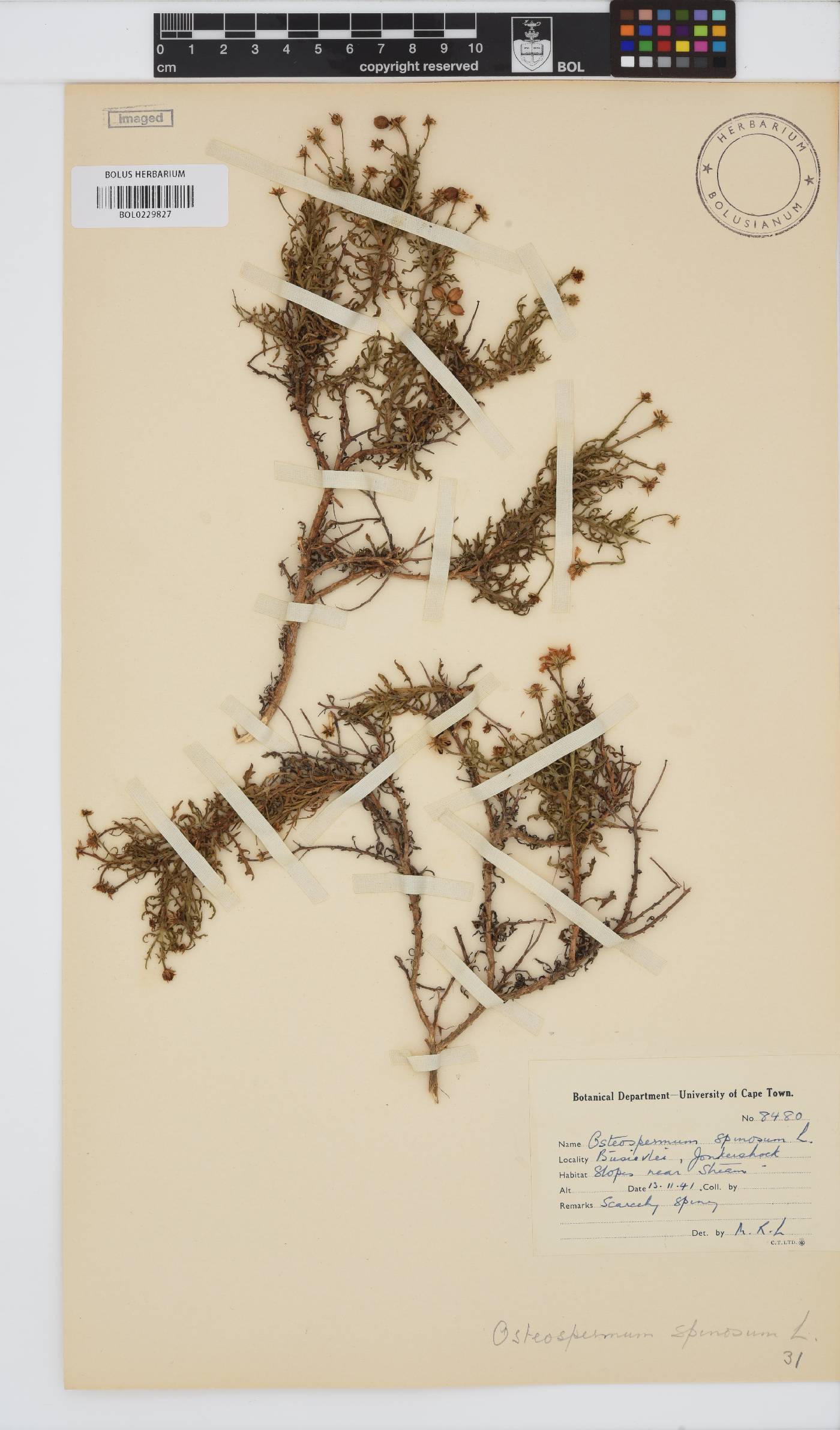 Osteospermum spinosum var. spinosum image