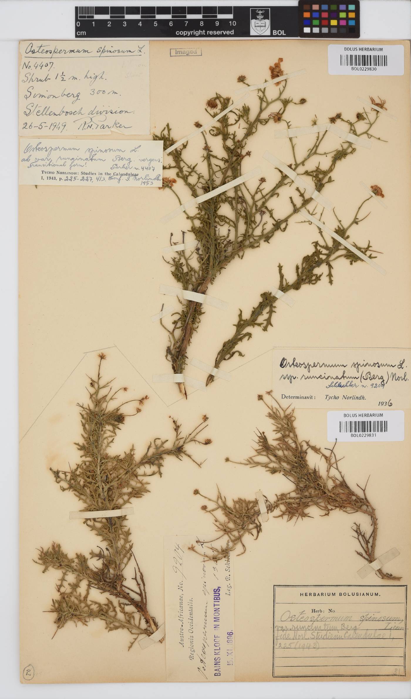 Osteospermum spinosum var. spinosum image