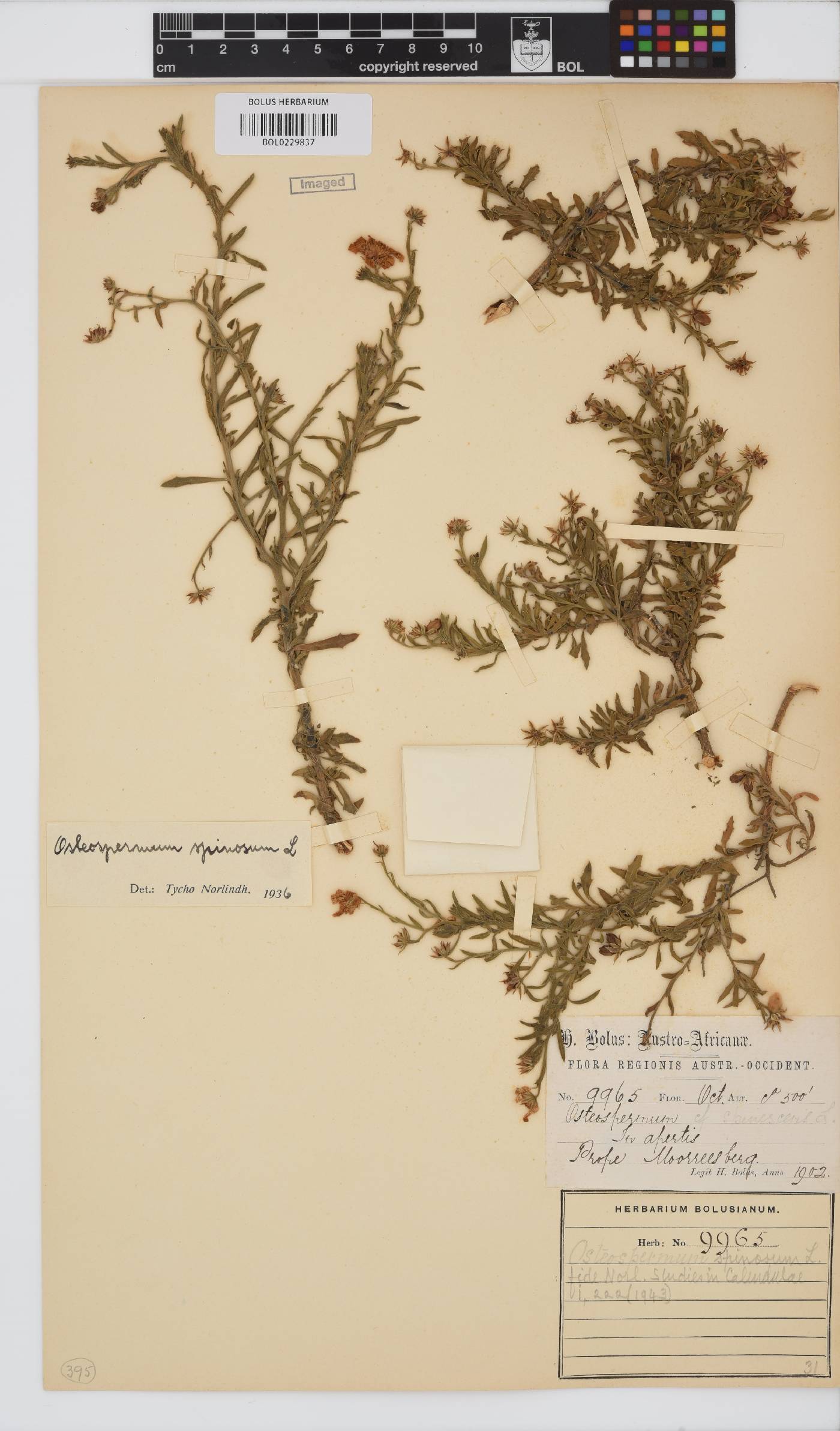 Osteospermum spinosum var. runcinatum image