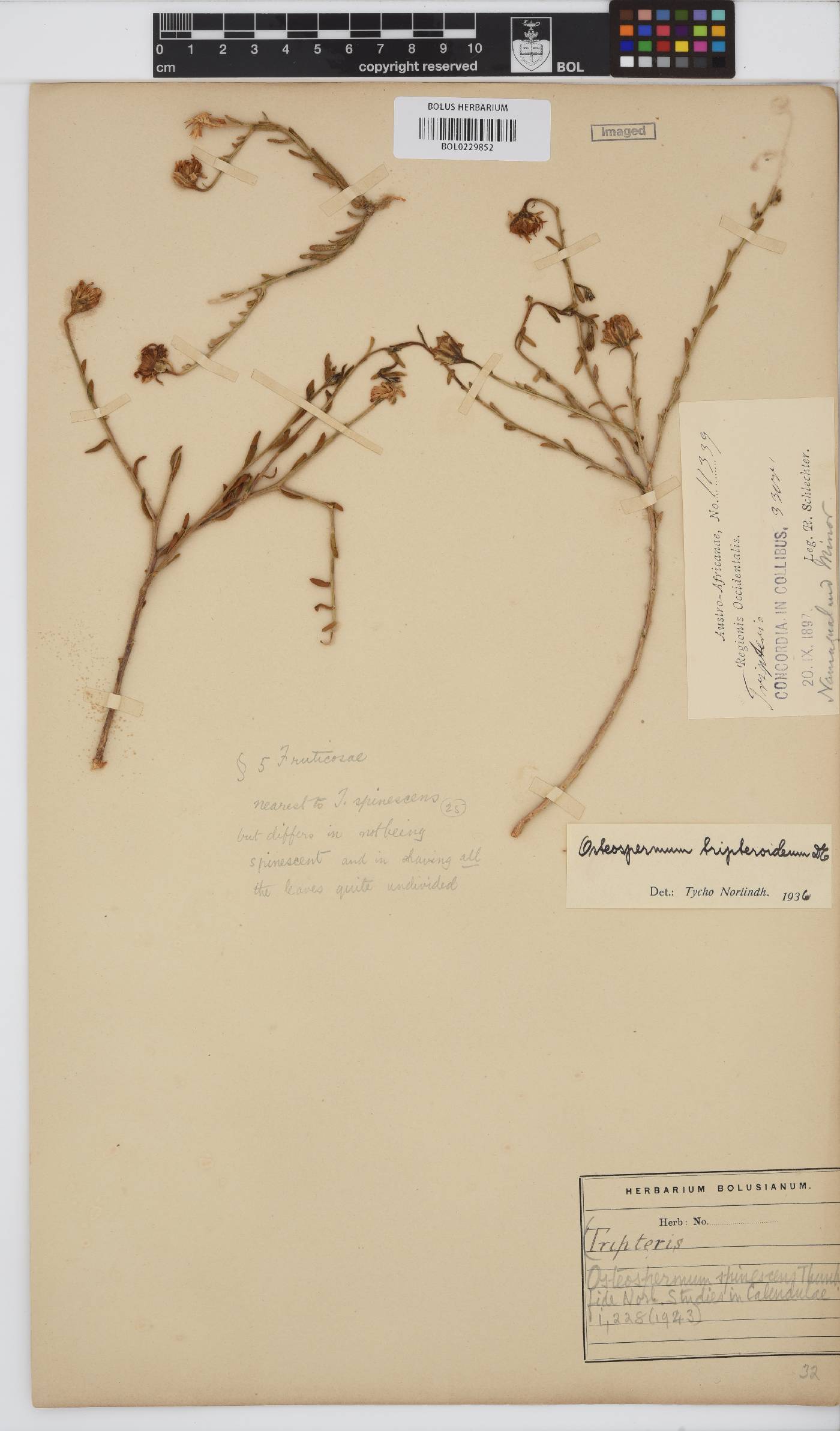 Osteospermum spinescens image