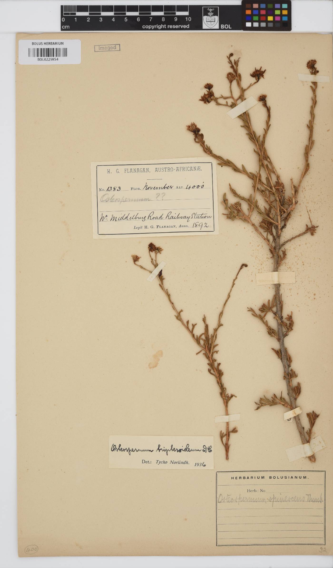 Osteospermum spinescens image