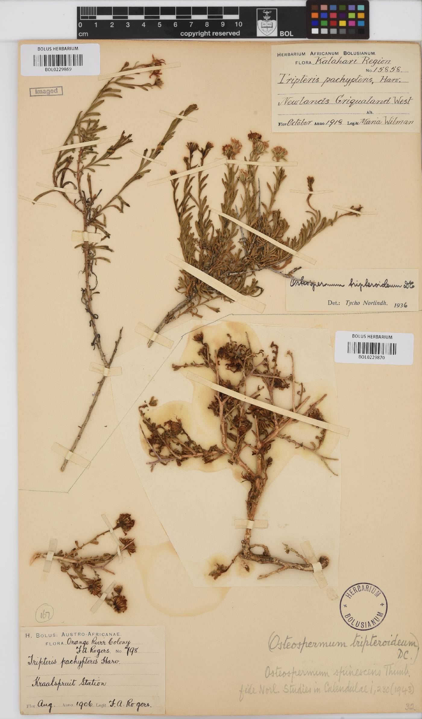 Osteospermum spinescens image