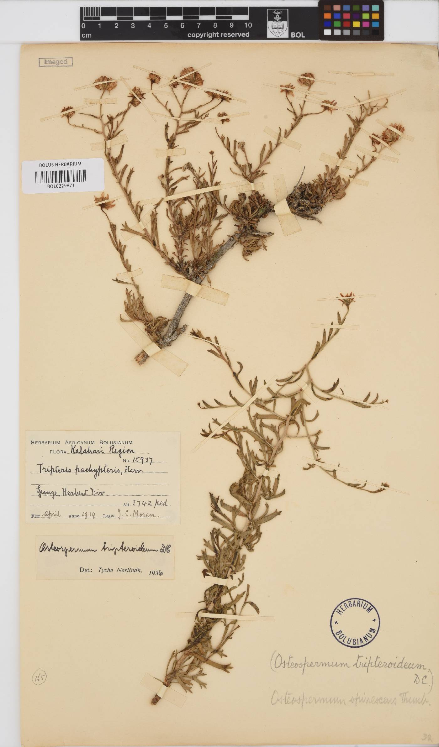 Osteospermum spinescens image