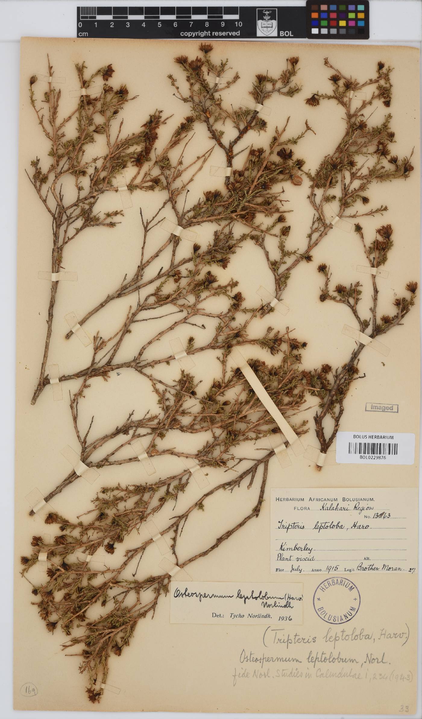 Osteospermum leptolobum image