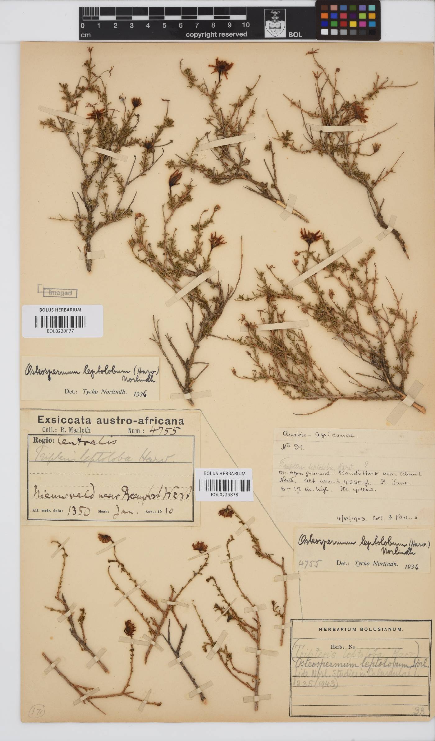 Osteospermum leptolobum image