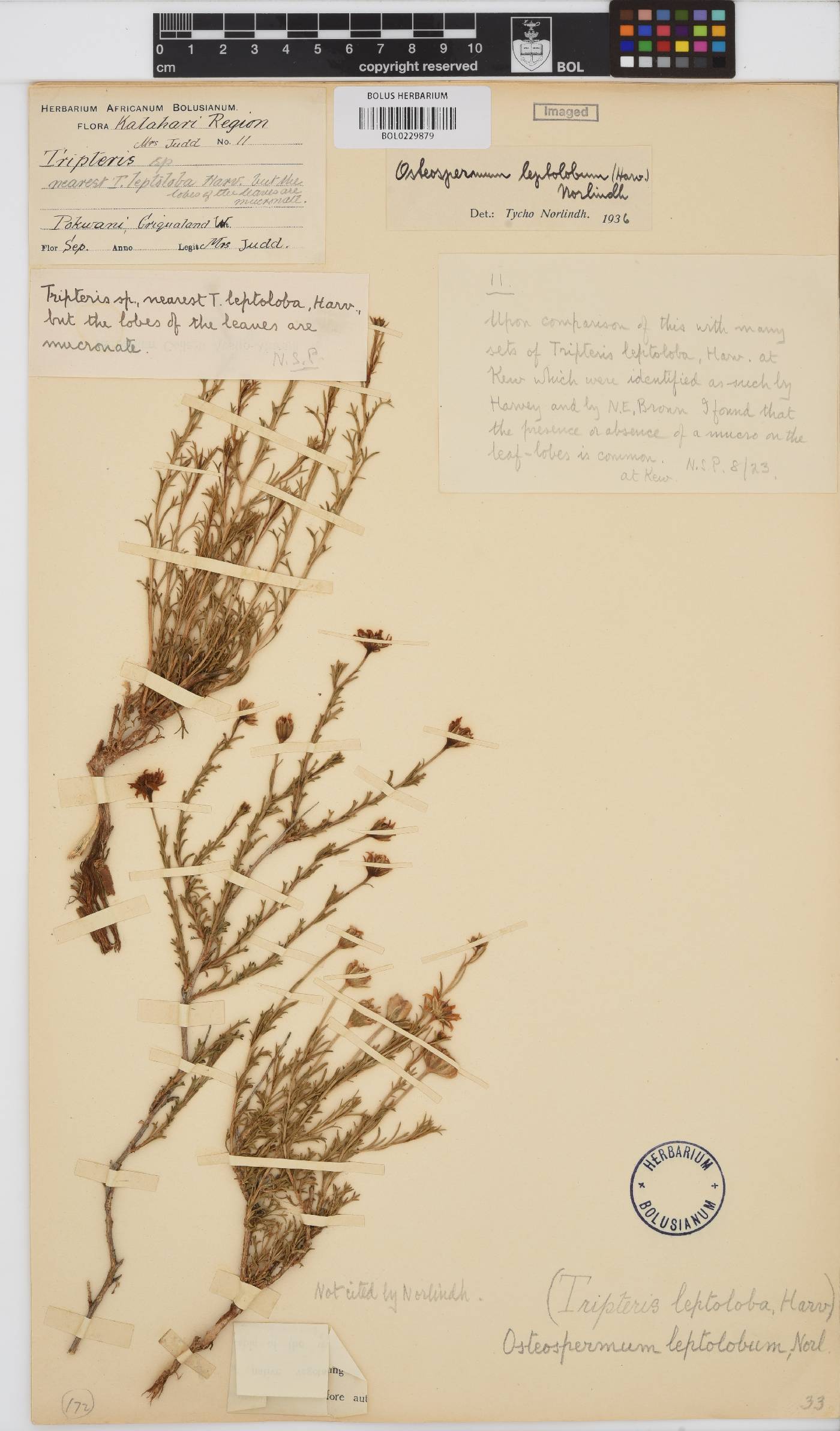 Osteospermum leptolobum image