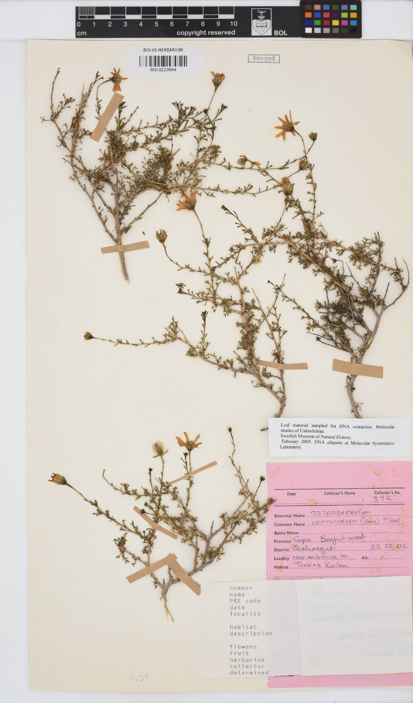 Osteospermum leptolobum image