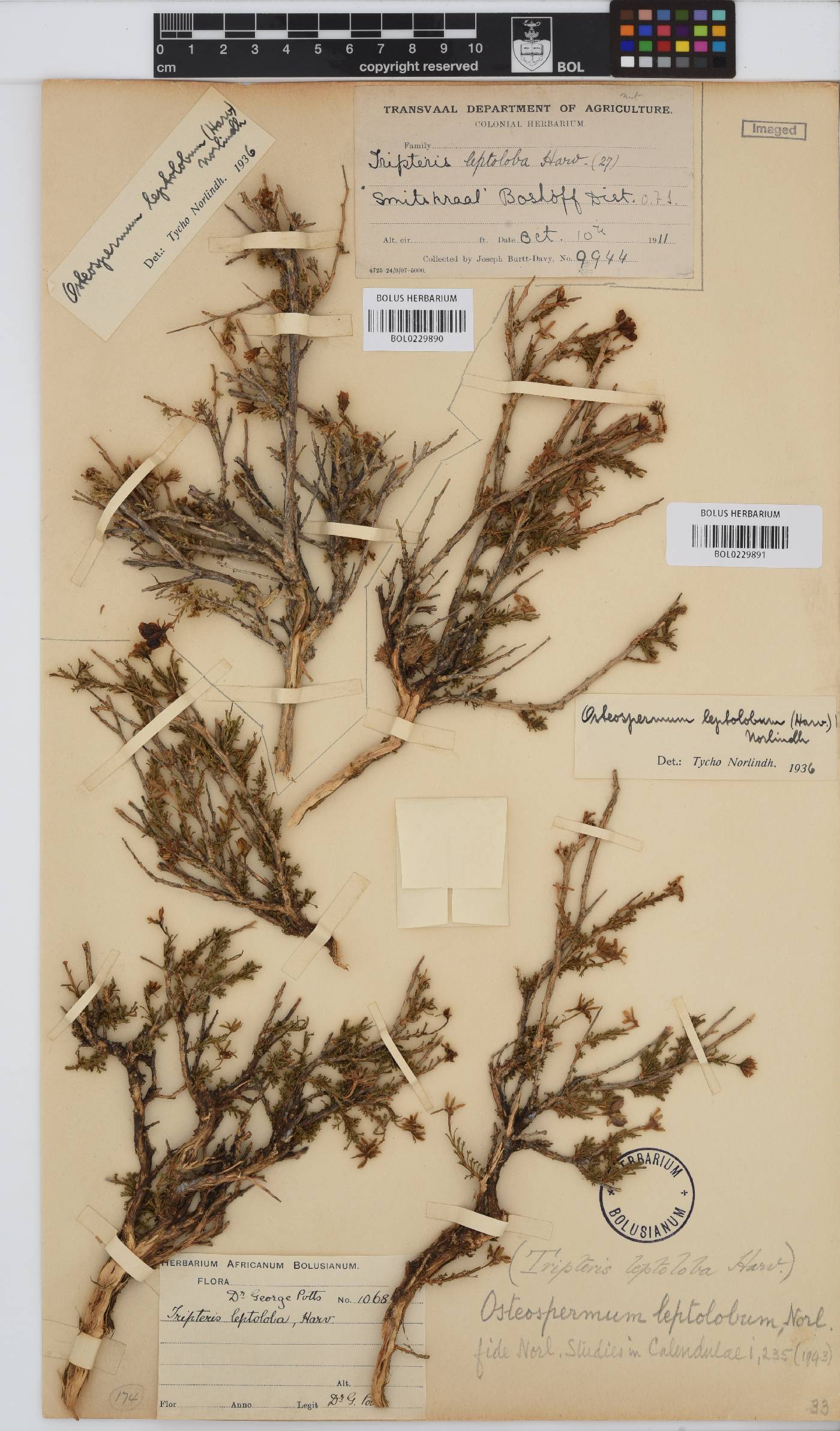 Osteospermum leptolobum image