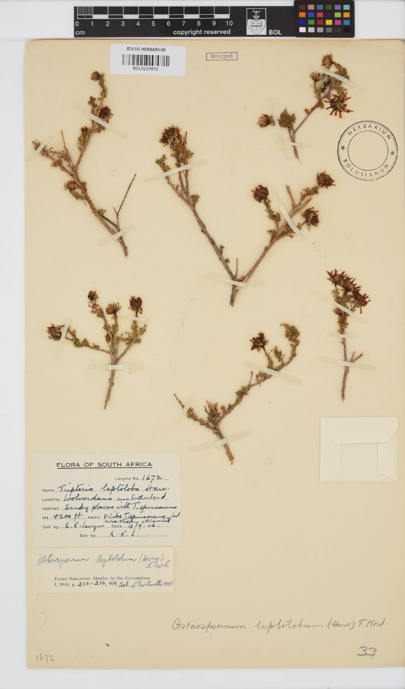 Osteospermum leptolobum image