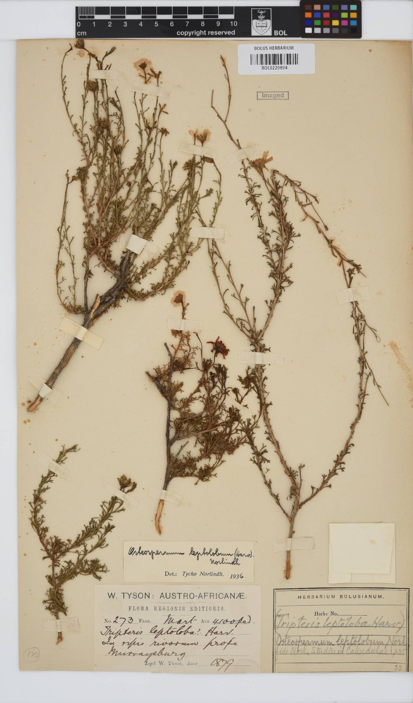 Osteospermum leptolobum image