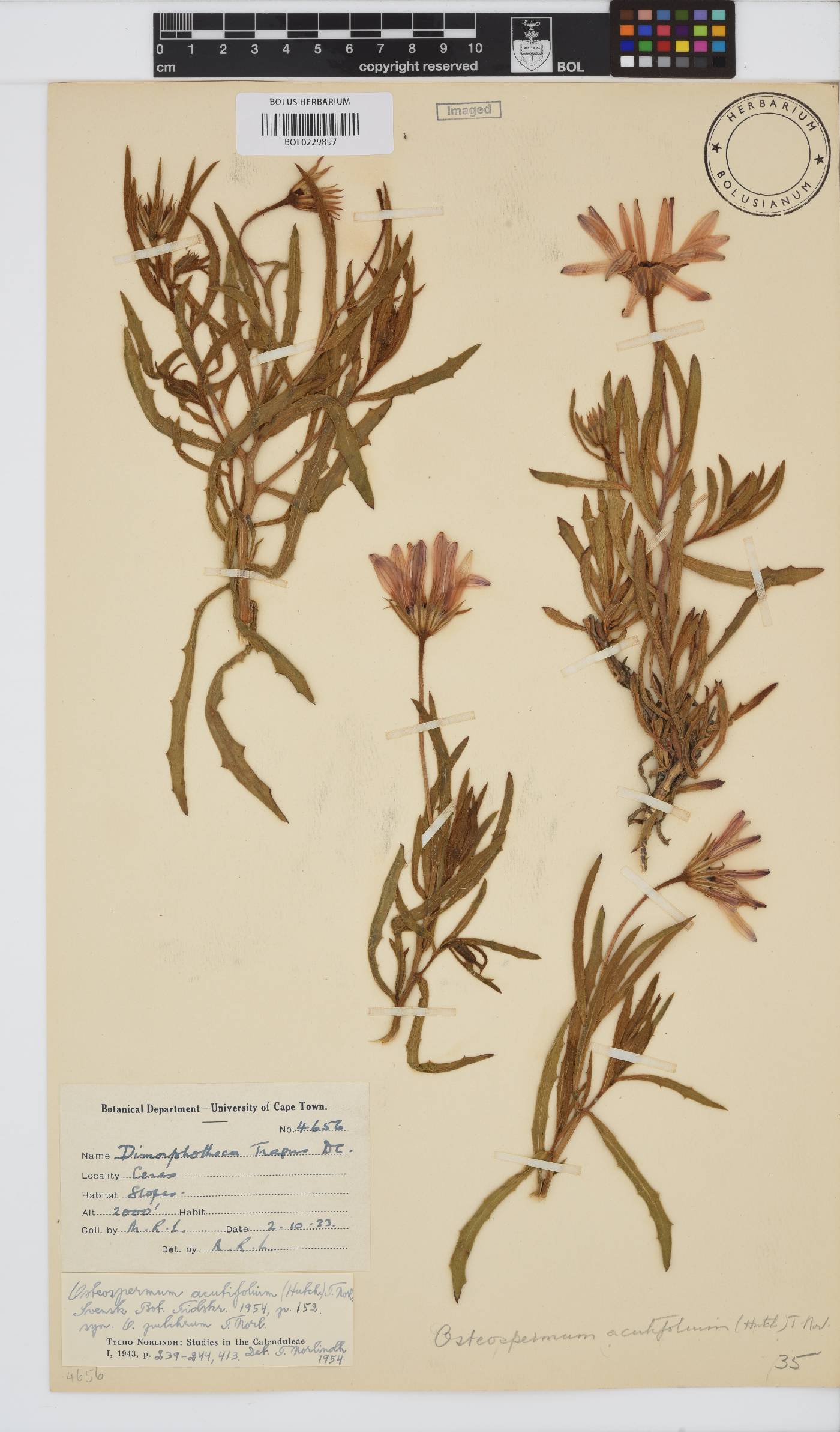 Dimorphotheca image