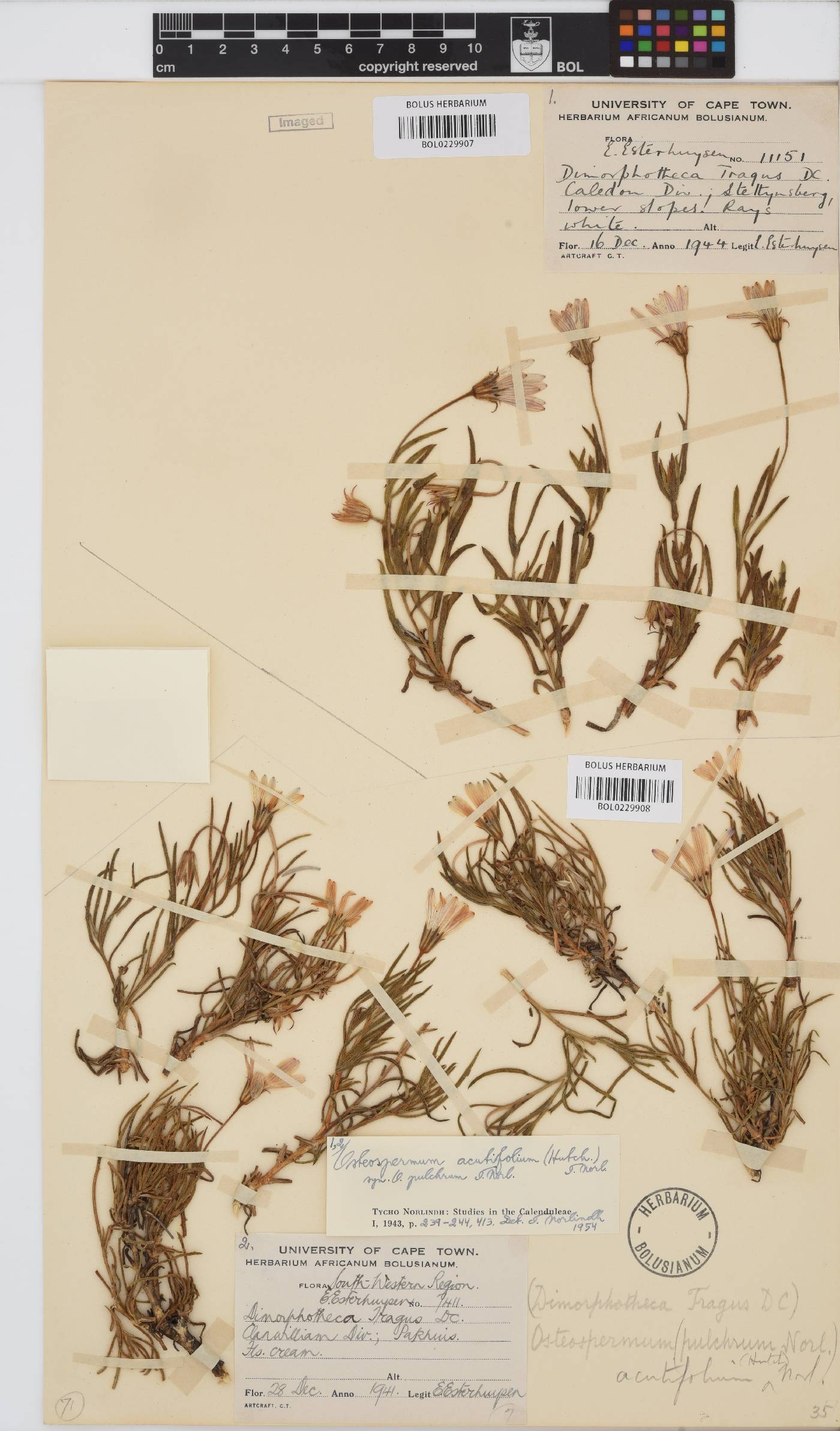 Dimorphotheca acutifolia image