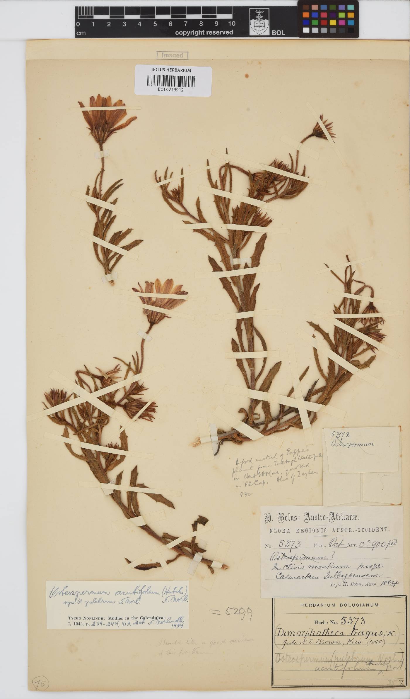 Dimorphotheca acutifolia image