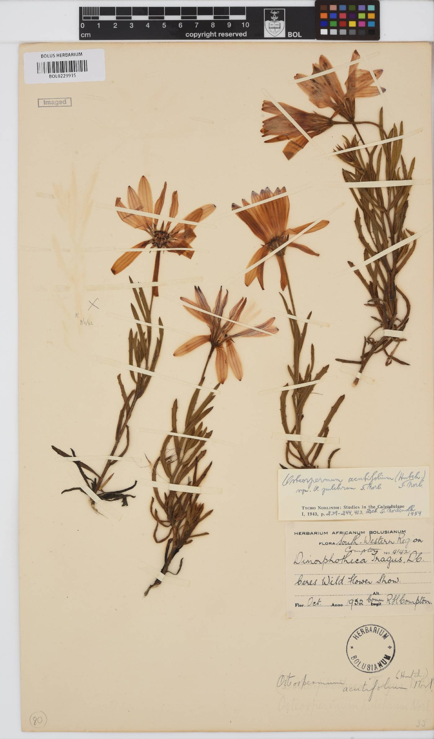 Dimorphotheca acutifolia image
