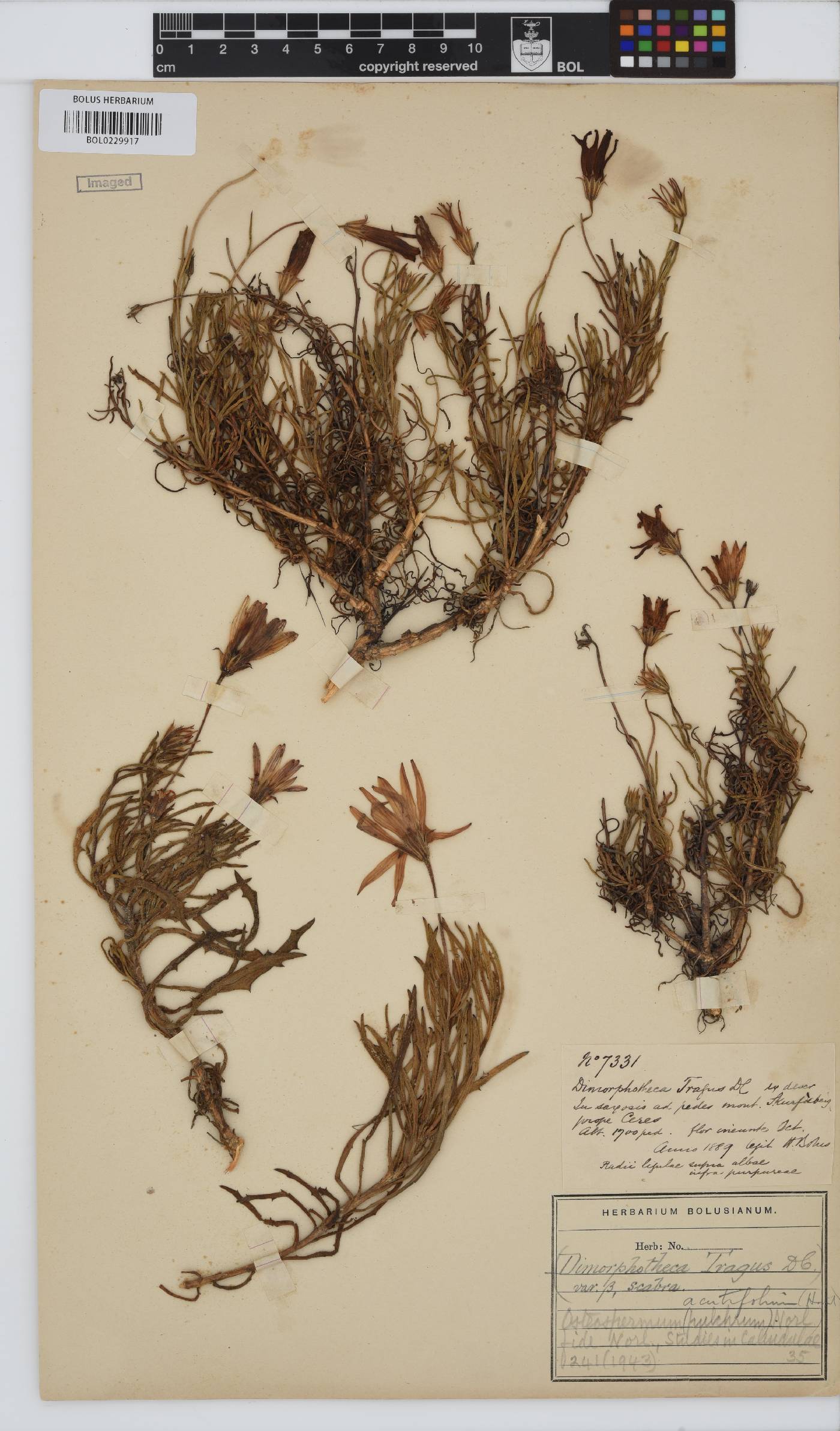 Dimorphotheca acutifolia image