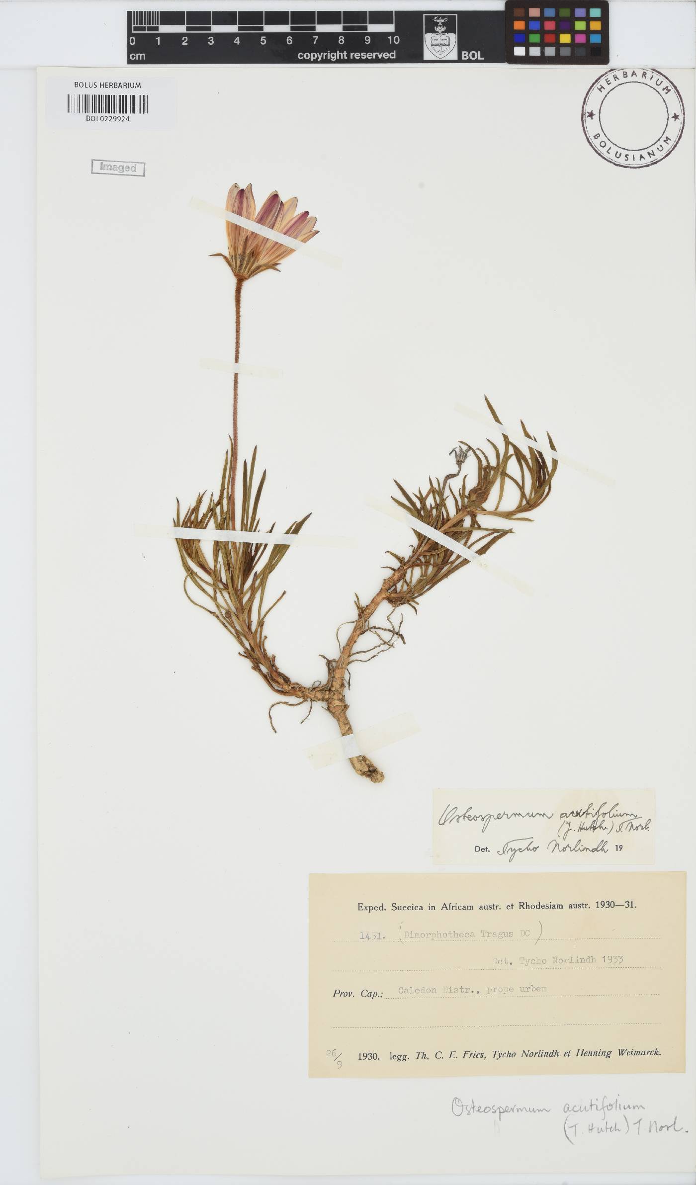 Dimorphotheca acutifolia image