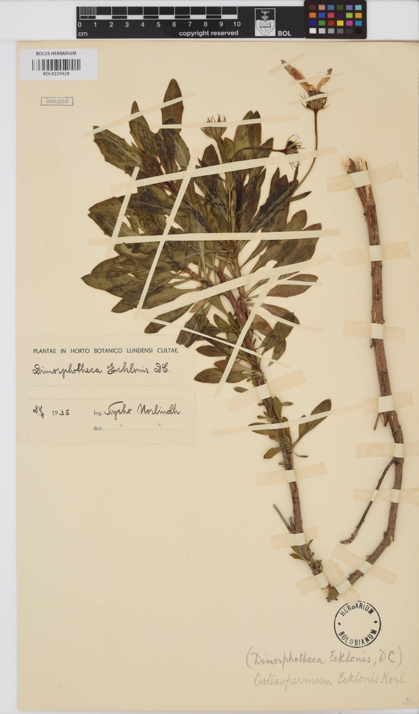 Dimorphotheca ecklonis image