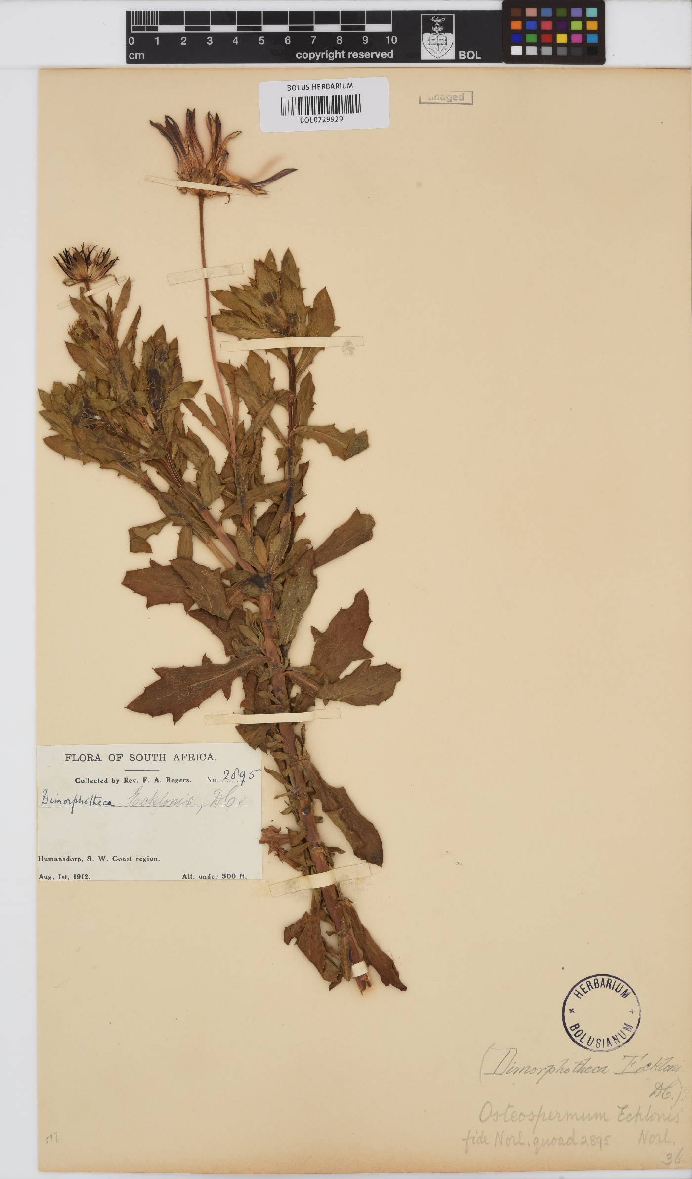 Dimorphotheca ecklonis image