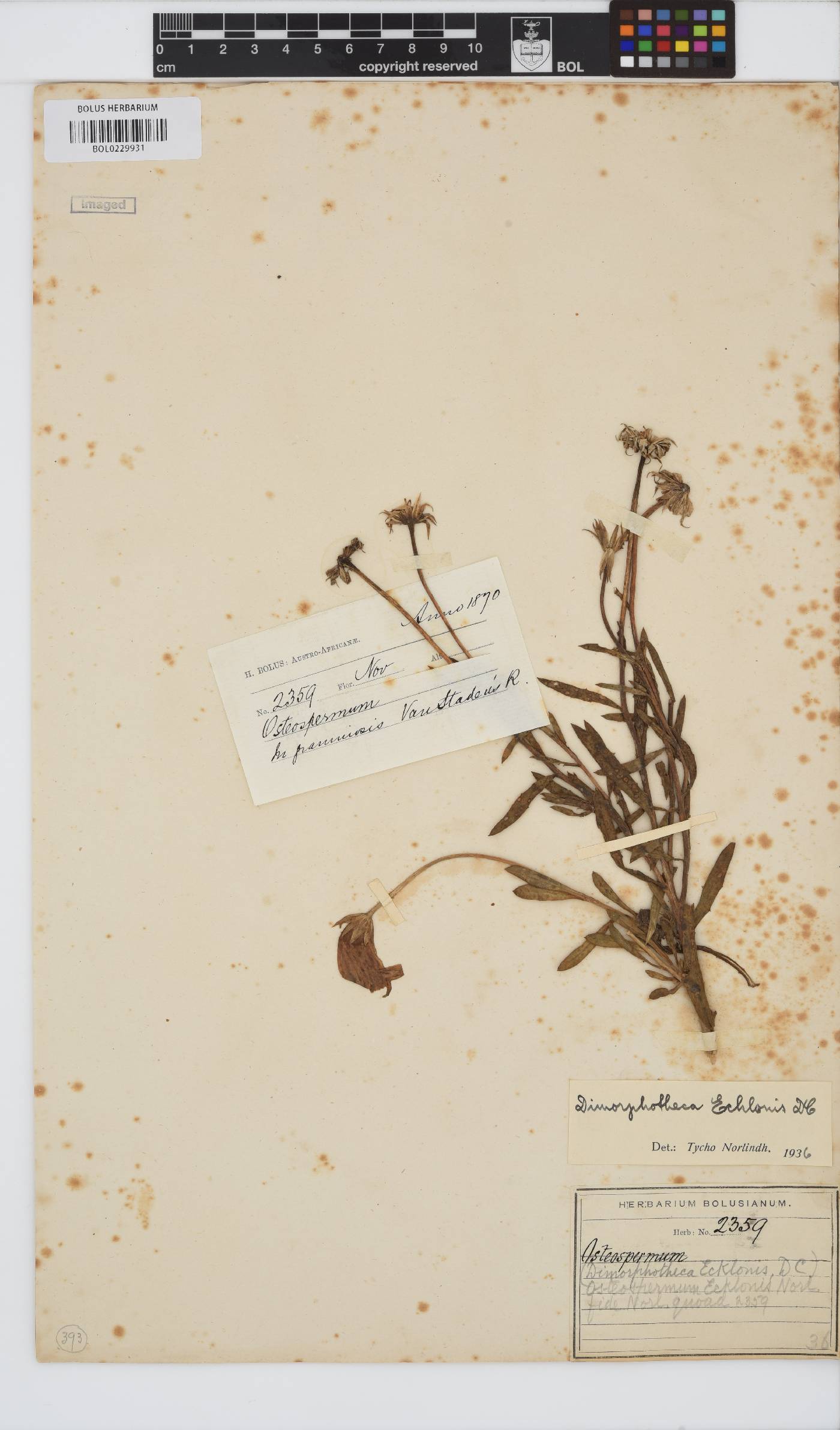Dimorphotheca ecklonis image