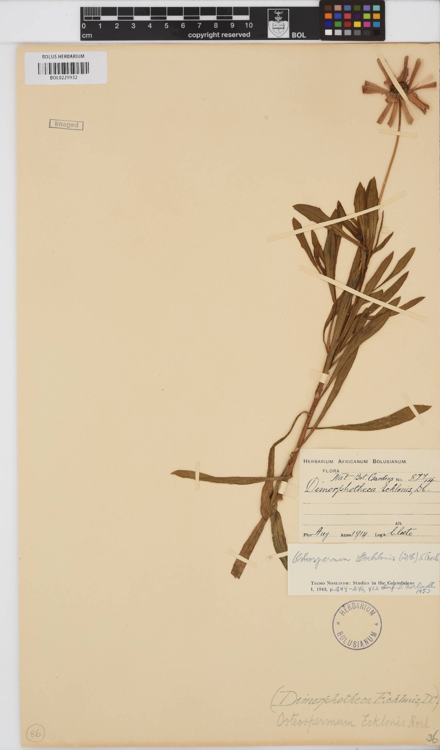 Dimorphotheca ecklonis image