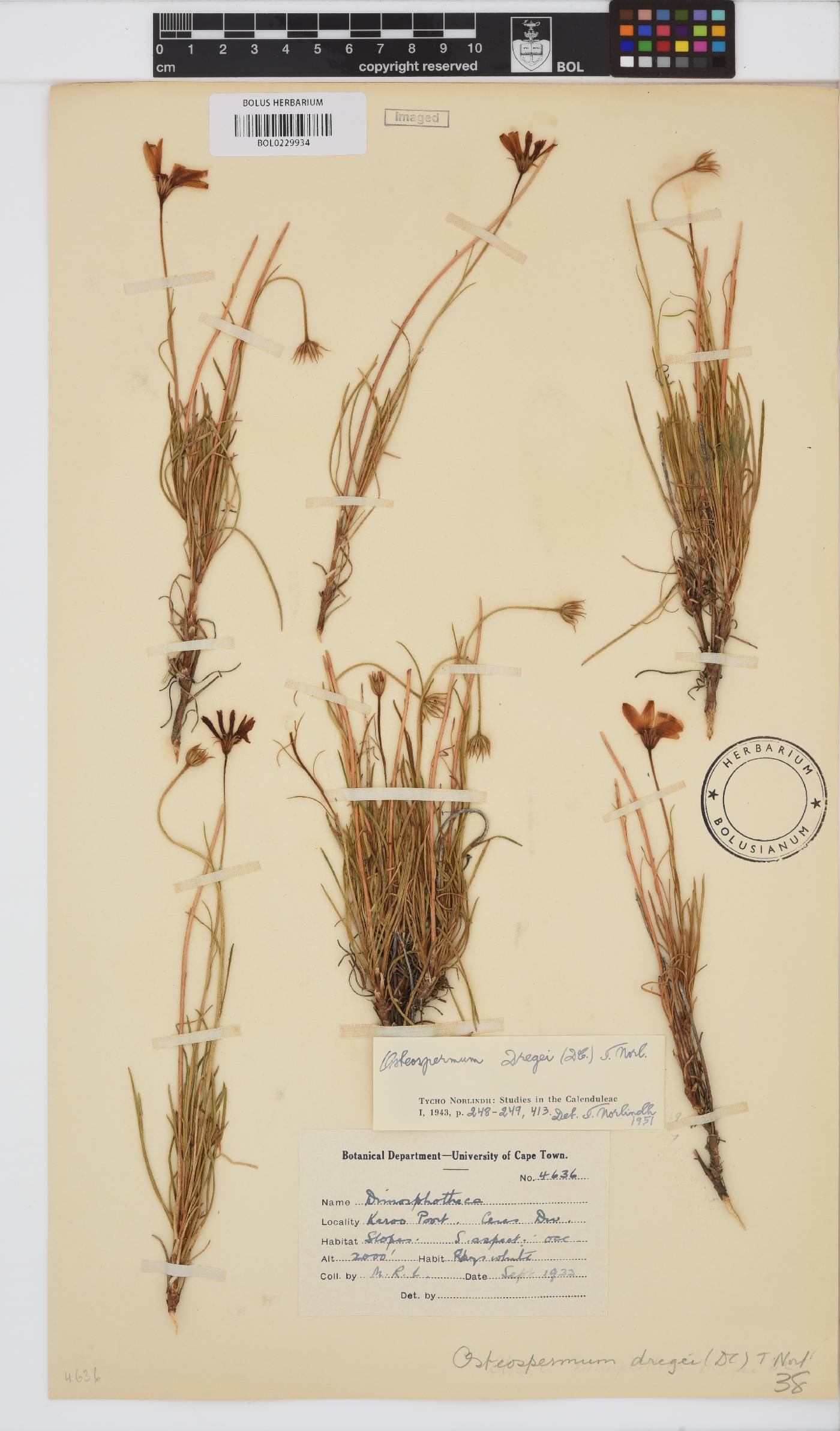 Dimorphotheca dregei image