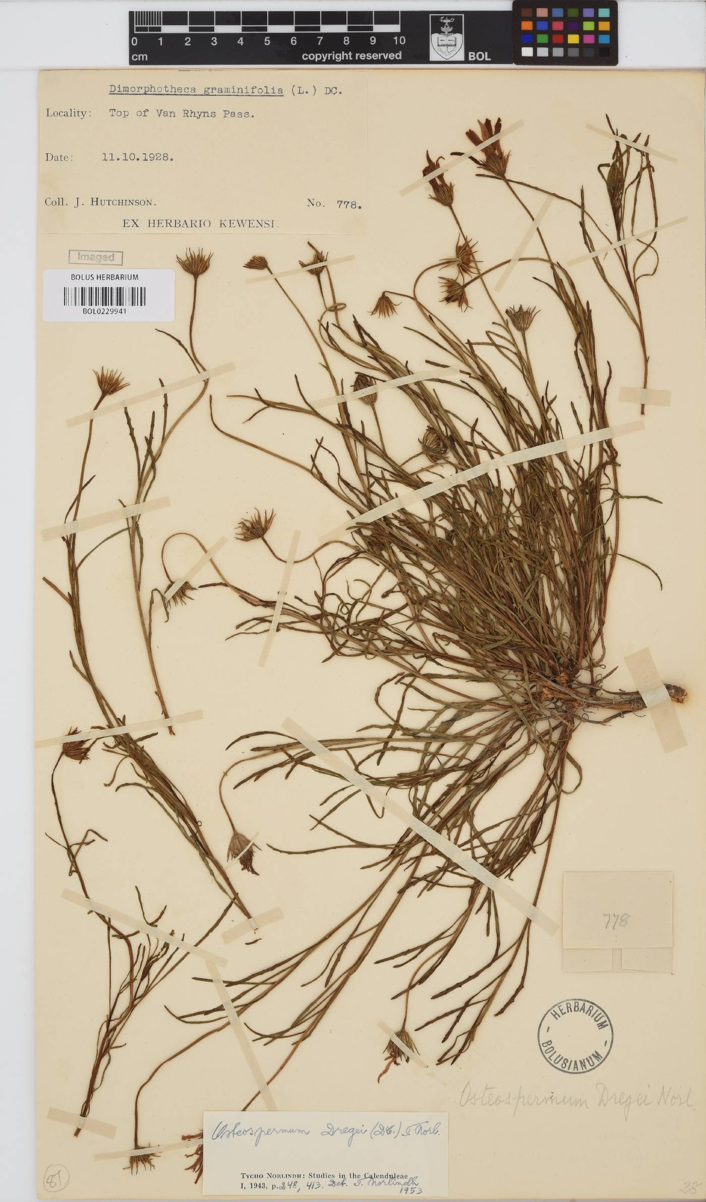Dimorphotheca dregei var. dregei image