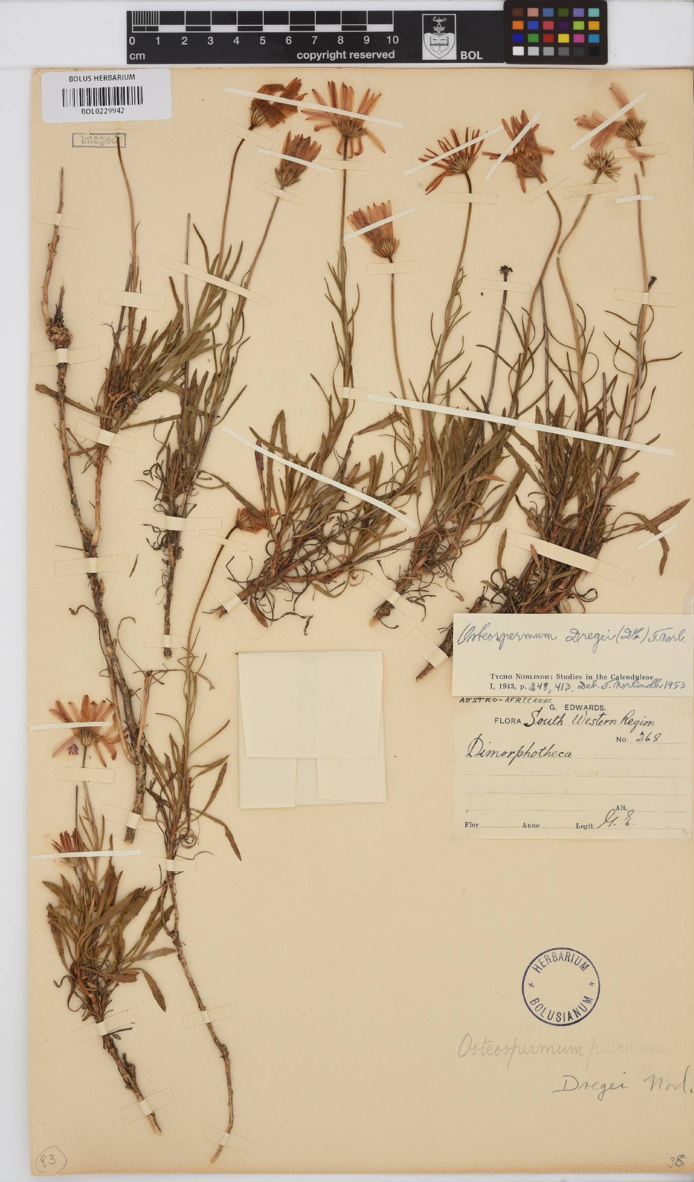 Dimorphotheca dregei image