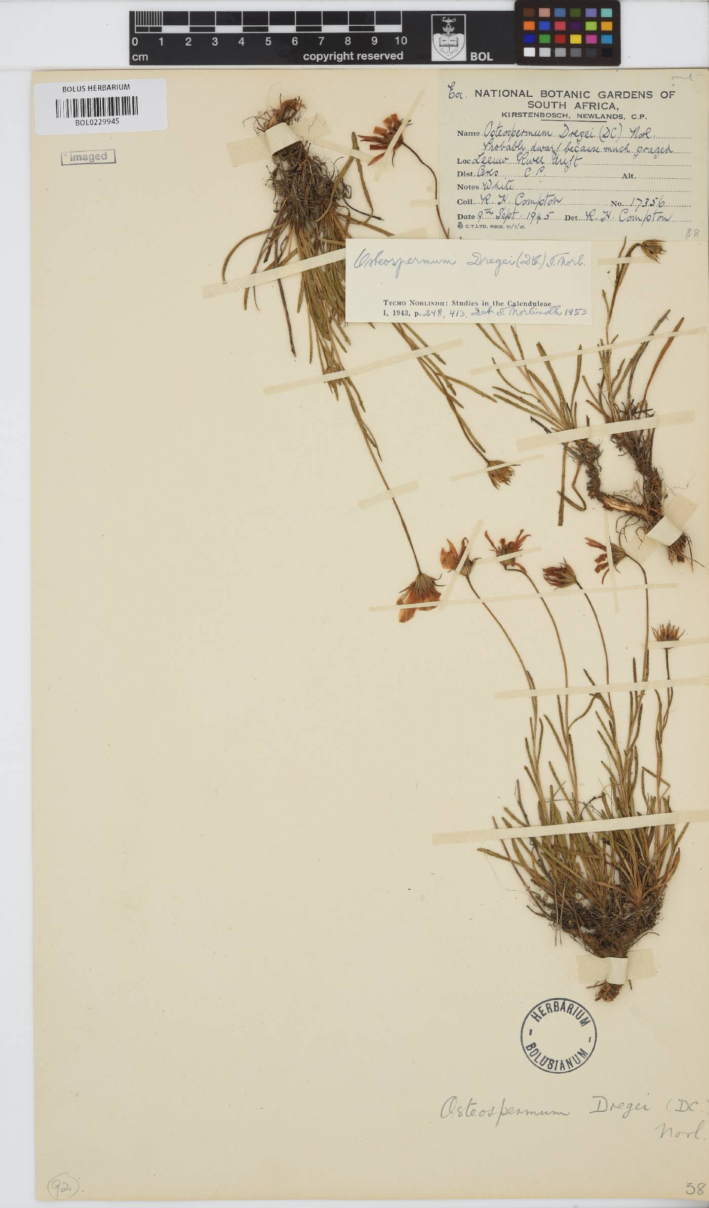 Dimorphotheca dregei var. dregei image