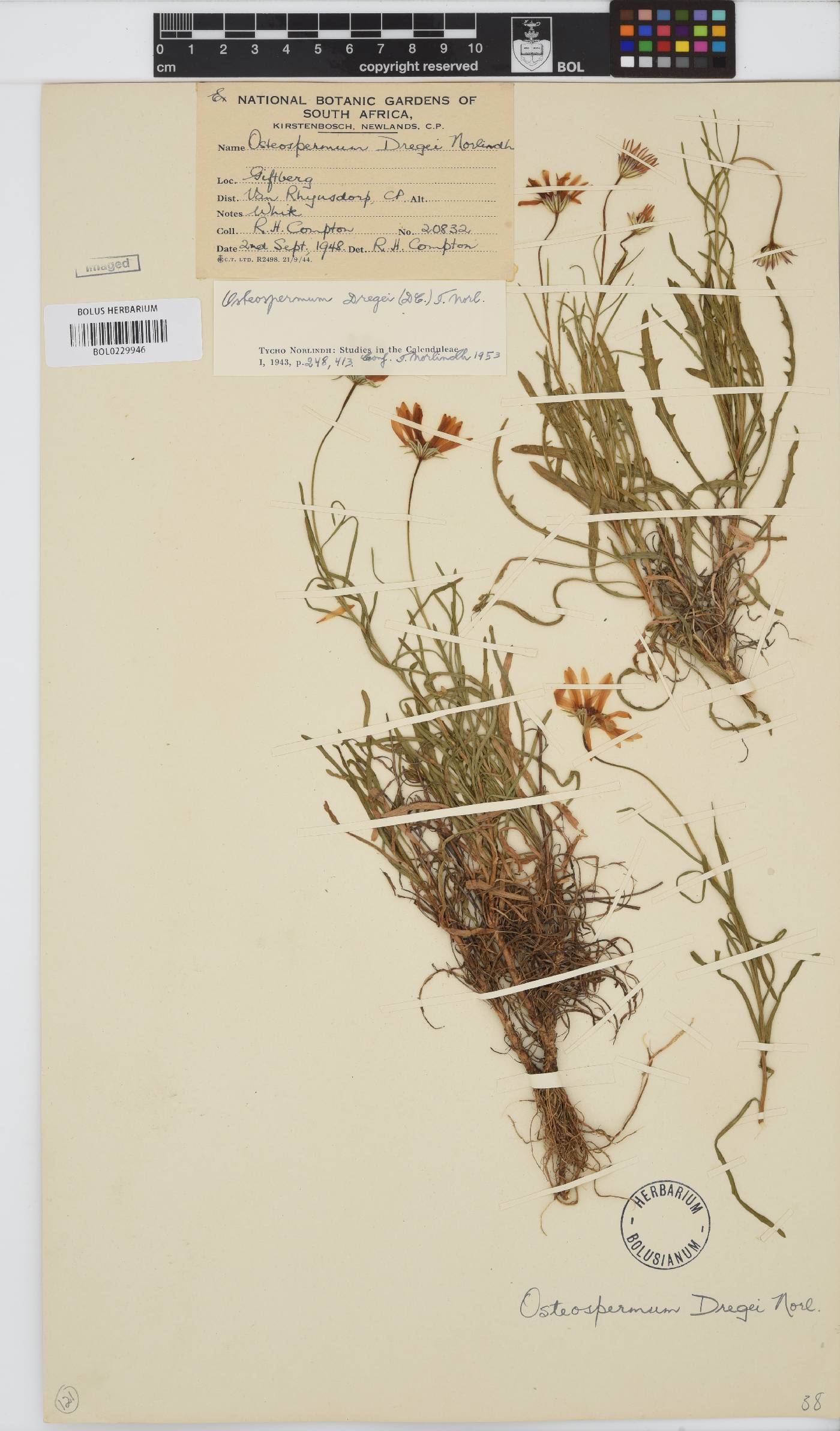 Dimorphotheca dregei var. dregei image