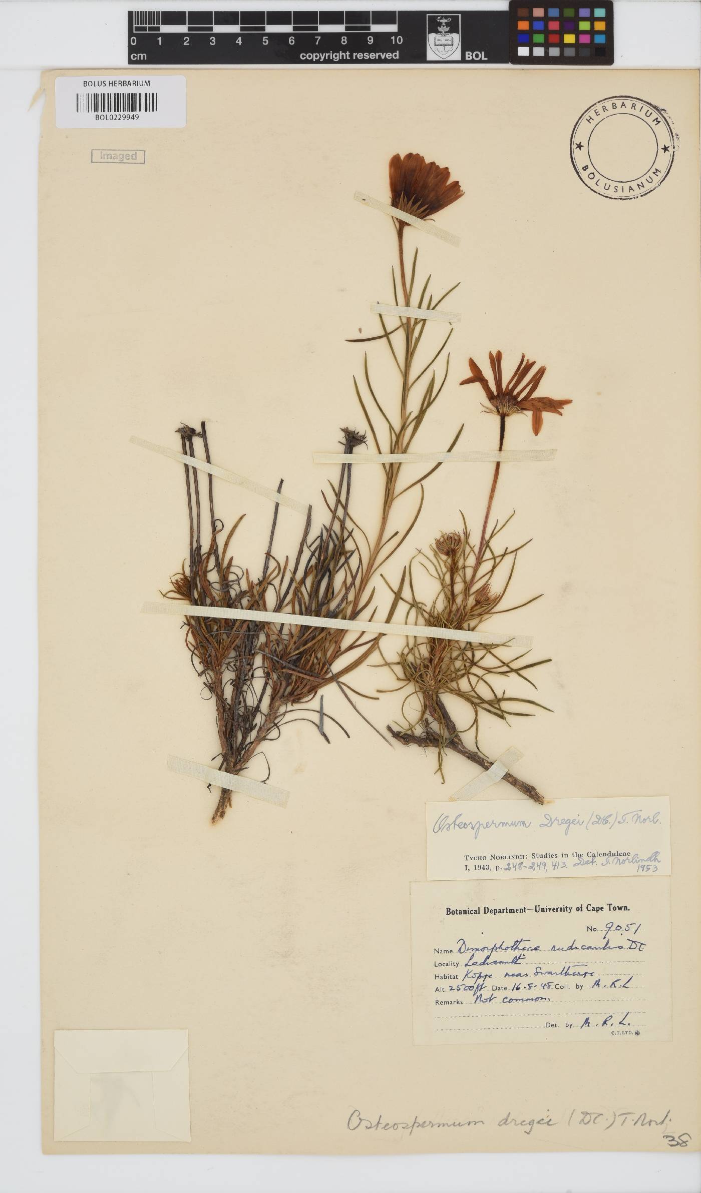 Dimorphotheca dregei var. dregei image