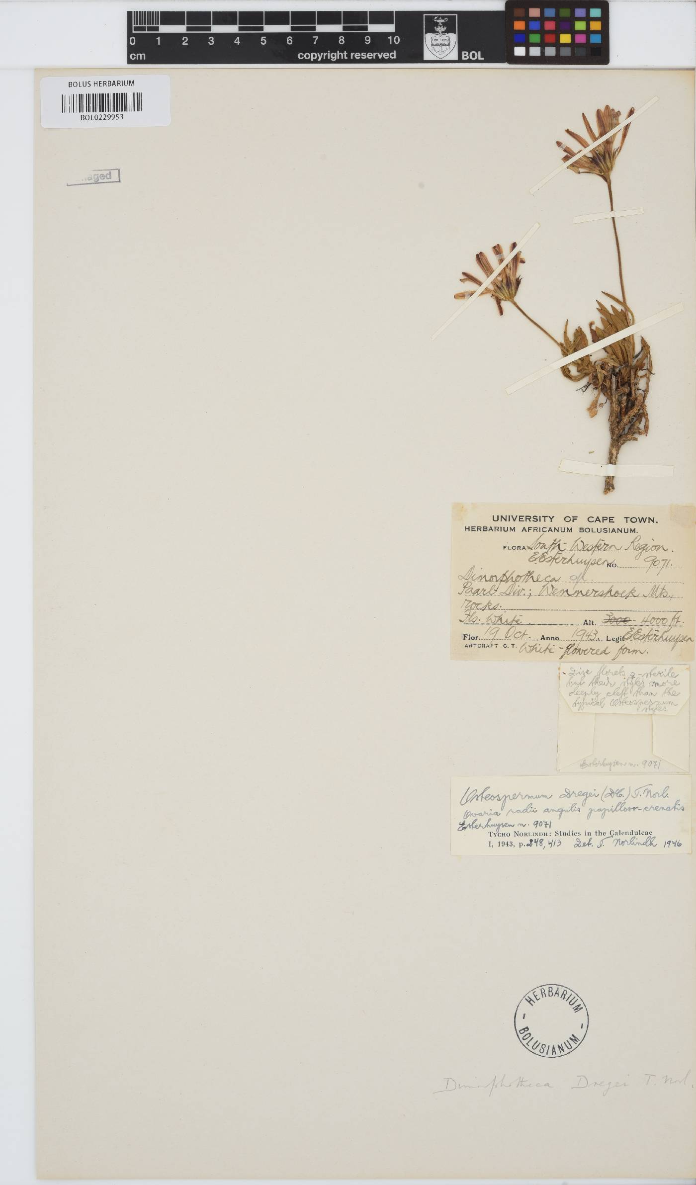 Dimorphotheca dregei var. dregei image
