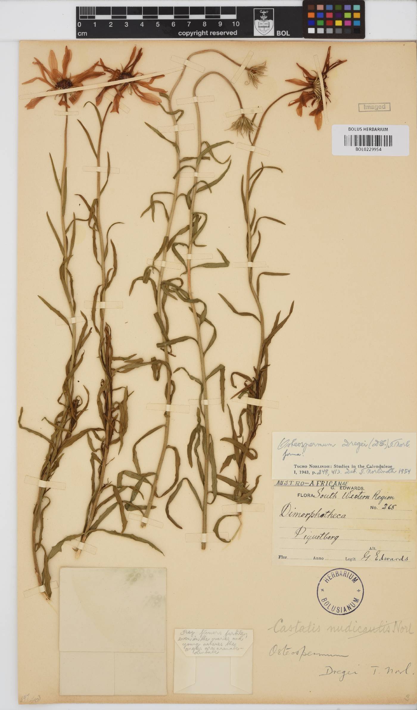 Dimorphotheca dregei var. dregei image