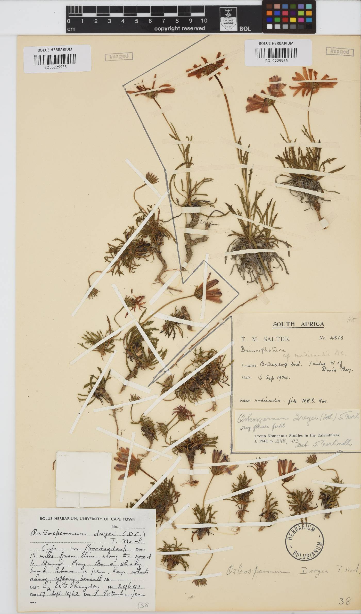 Dimorphotheca dregei image