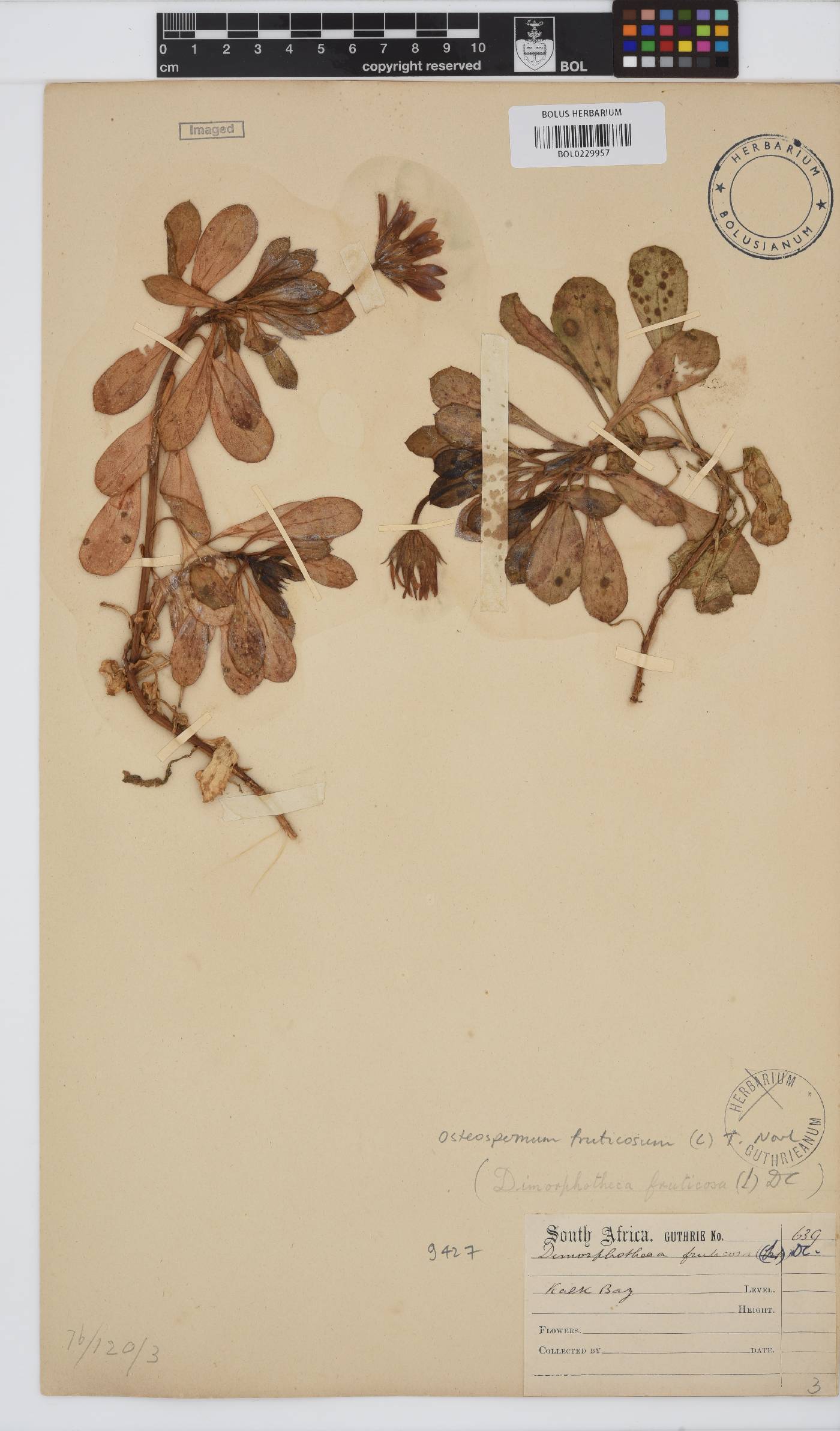 Dimorphotheca image