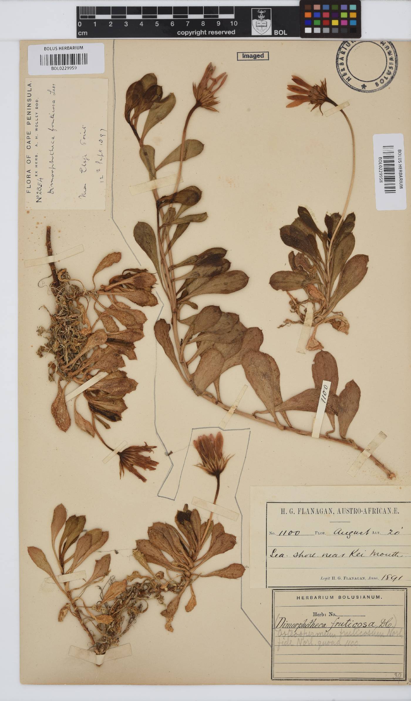 Dimorphotheca image