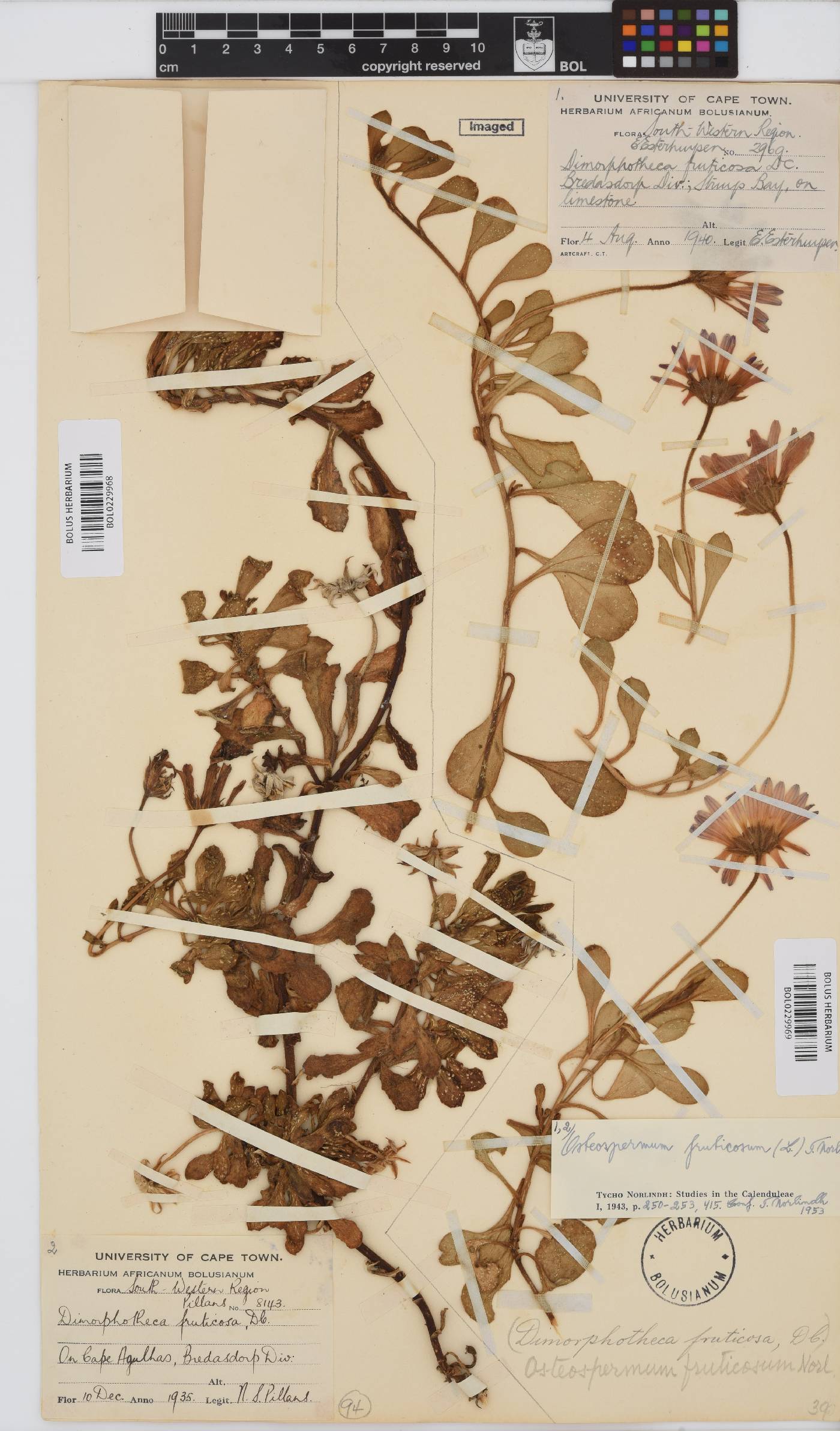 Dimorphotheca fruticosa image