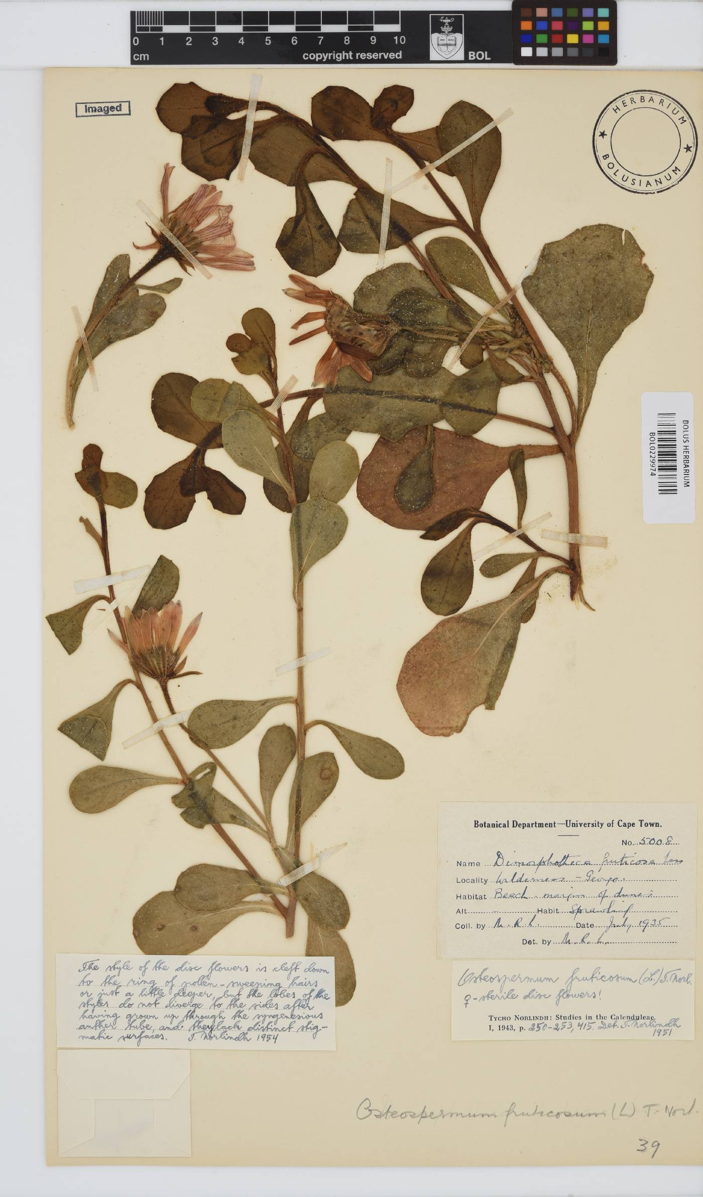 Dimorphotheca fruticosa image